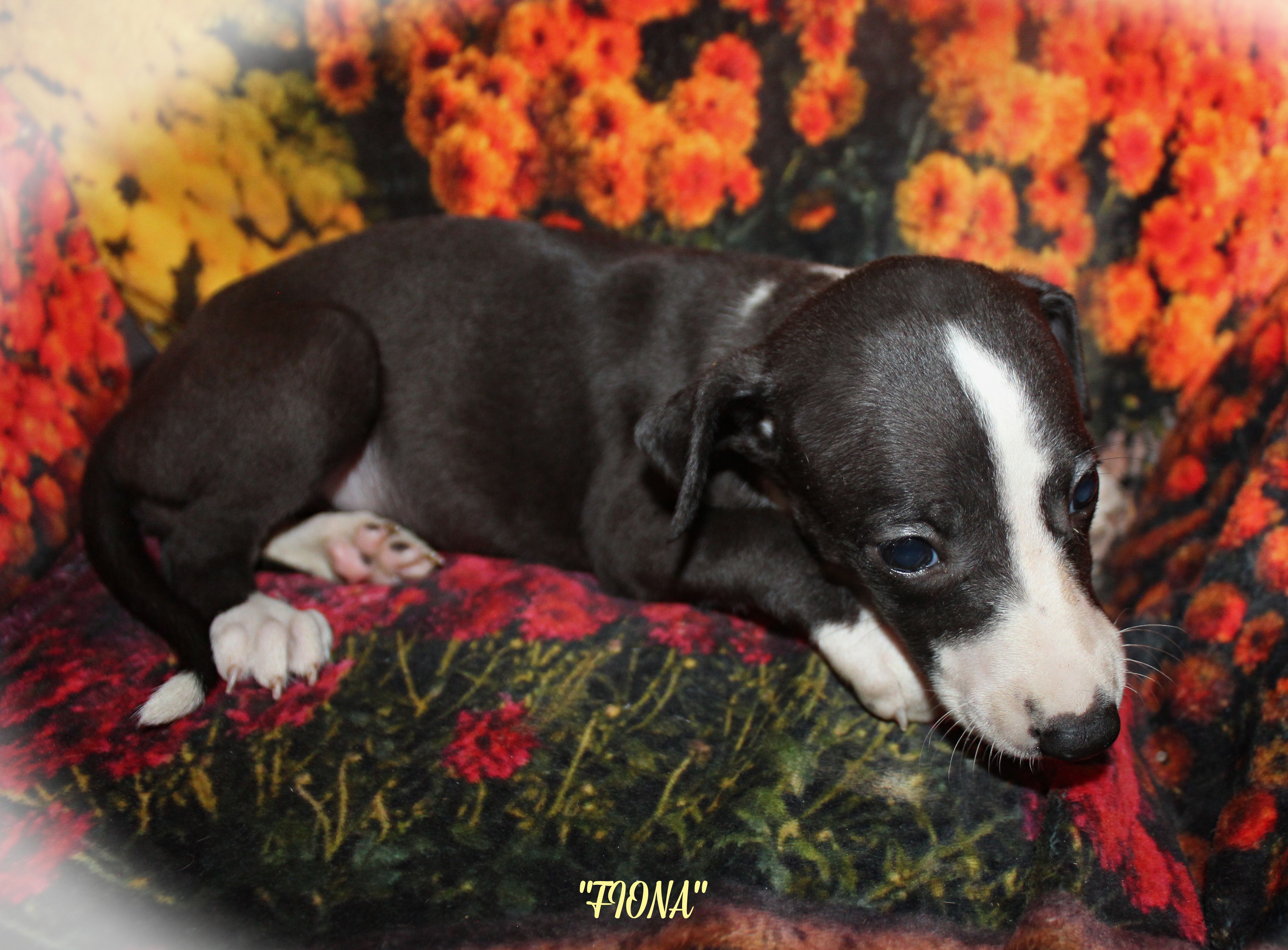 FIONA – Whippet puppy for sale in Hackett, AR