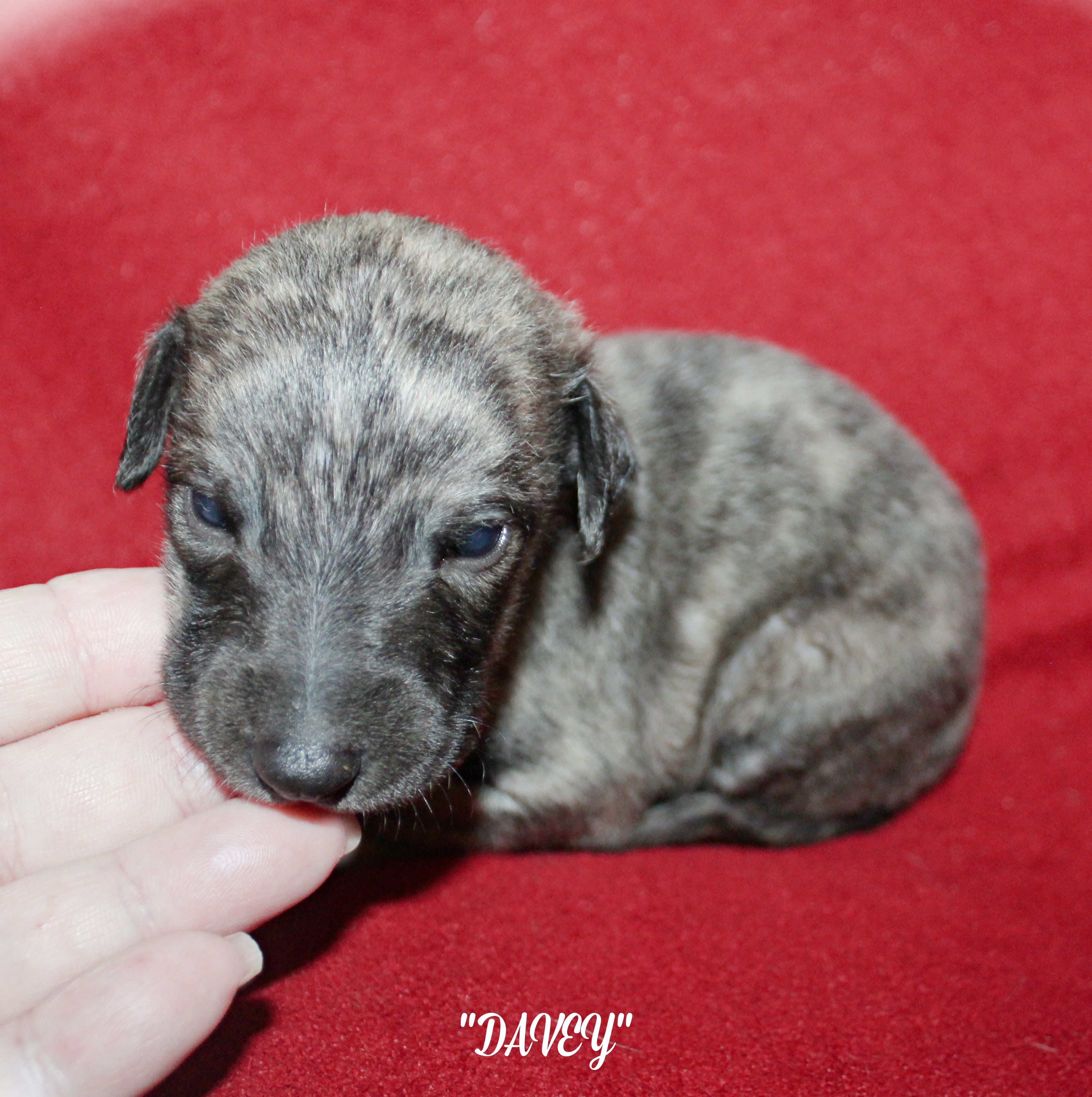 DAVEY – Whippet puppy for sale in Hackett, AR