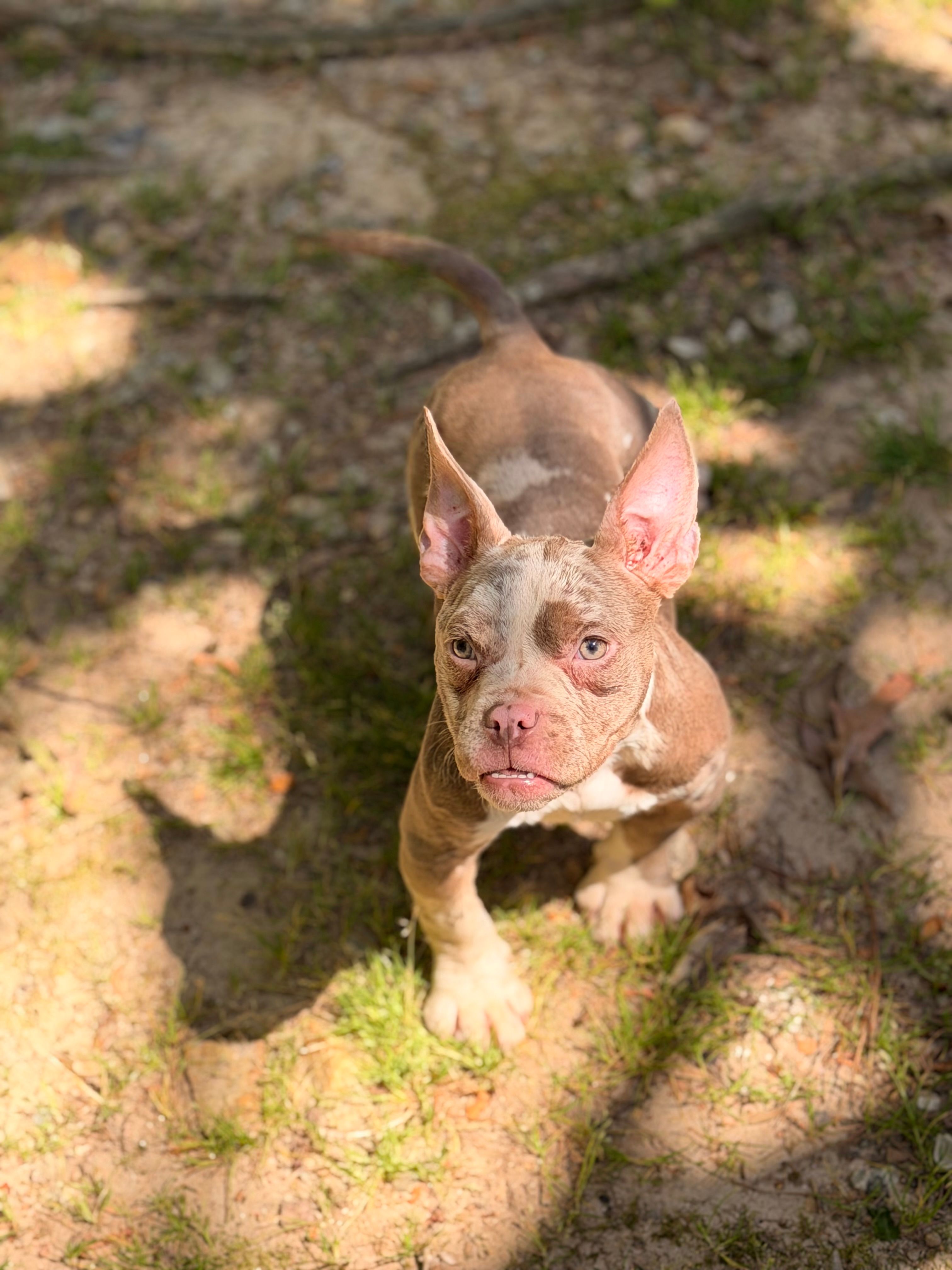 Sky – American Bully puppy for sale in Atlanta, GA