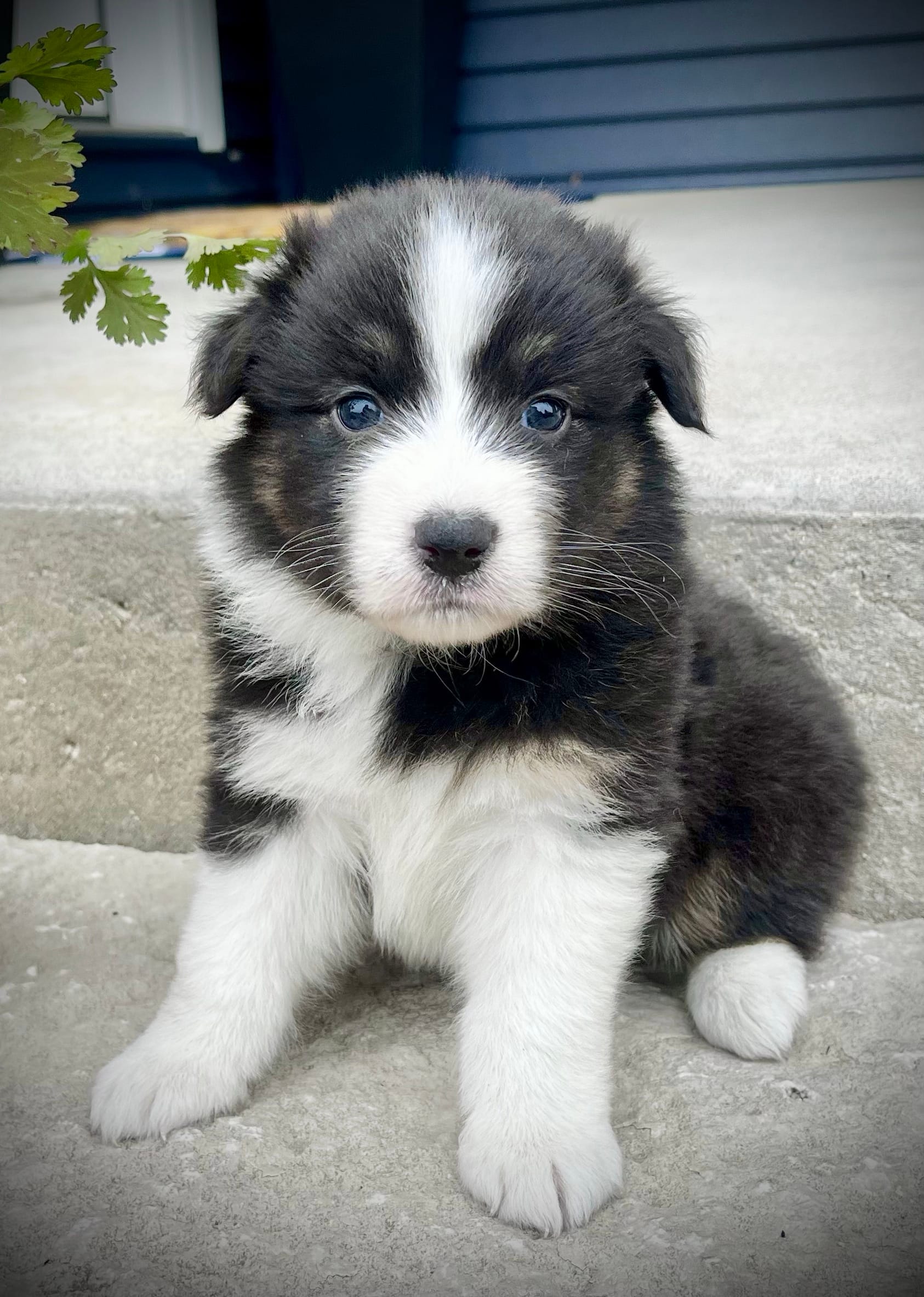 Sweetie – Australian Shepherd puppy for sale in Loda, IL
