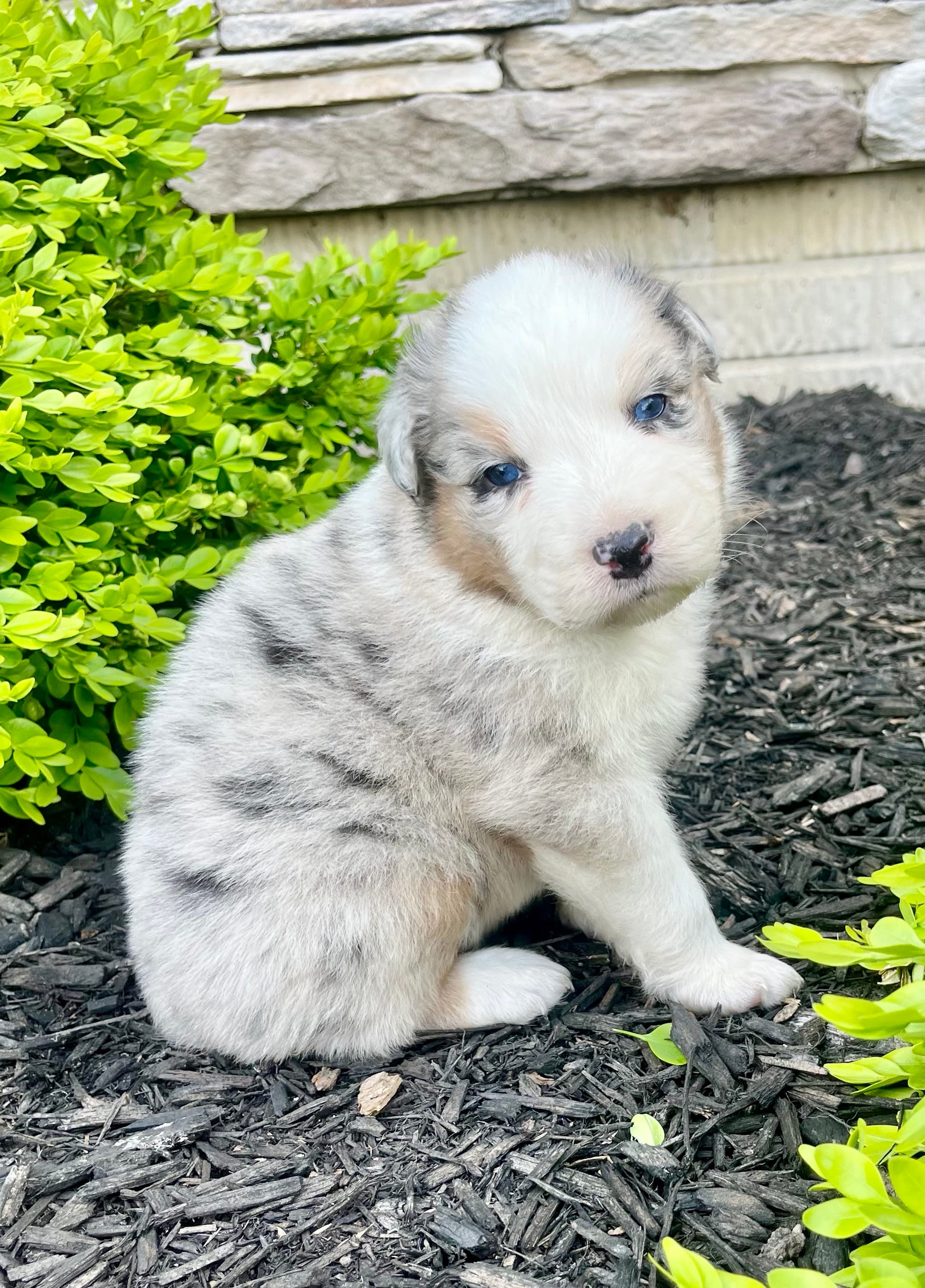 Stanley – Australian Shepherd puppy for sale in Loda, IL