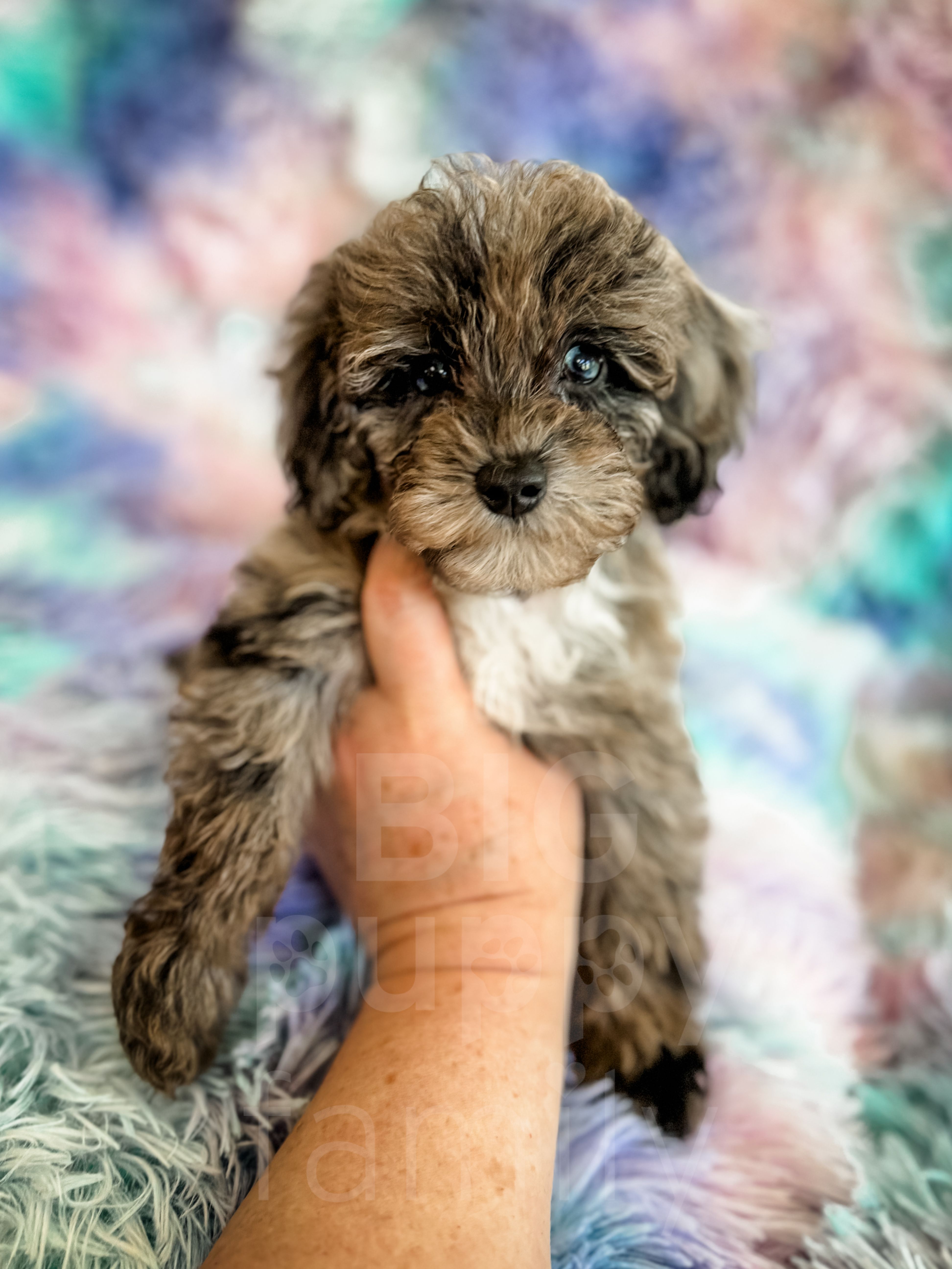 Stormy  – Cockapoo puppy for sale in Temple, GA