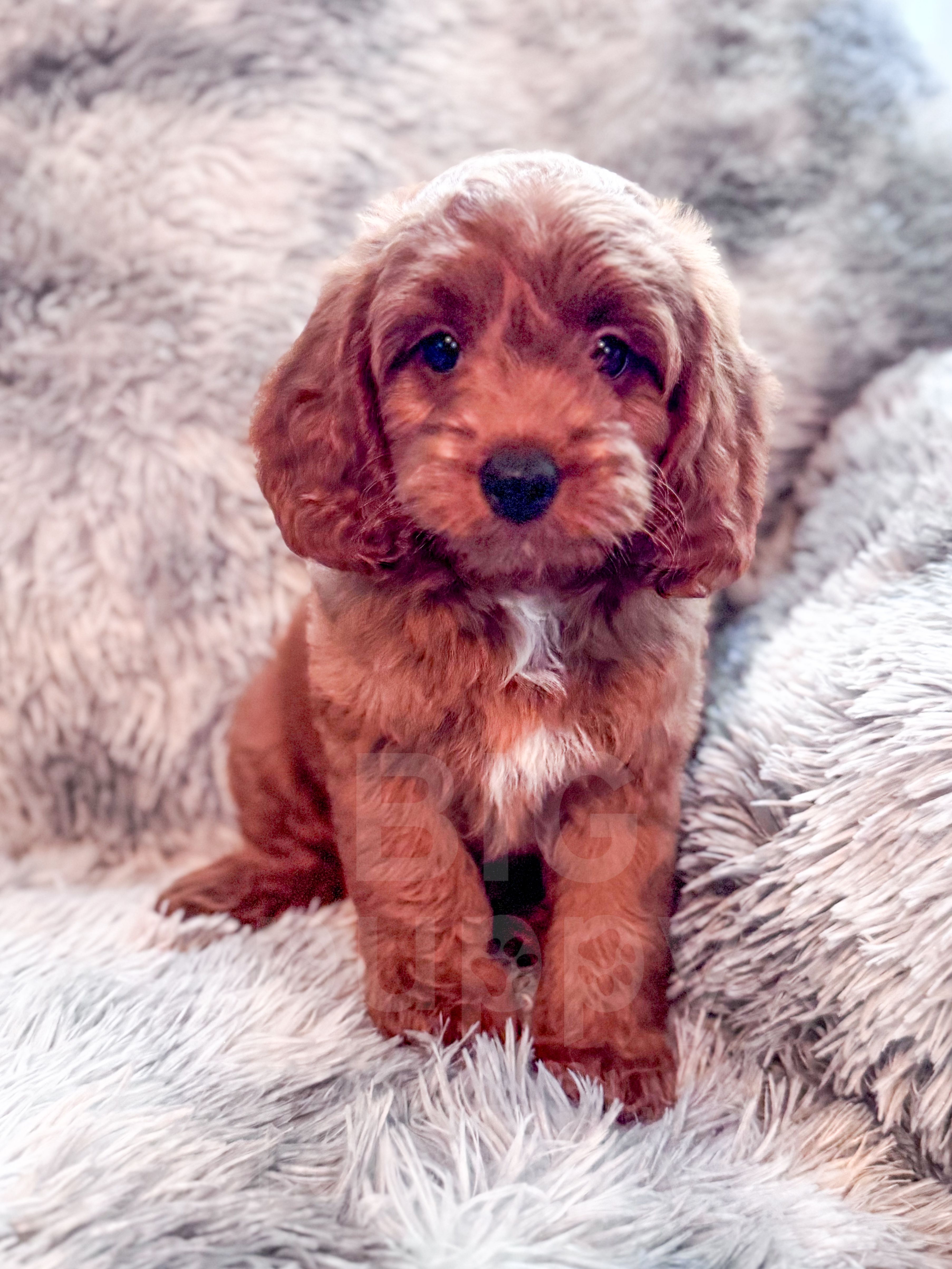 Denny  – Cavapoo puppy for sale in Temple, GA