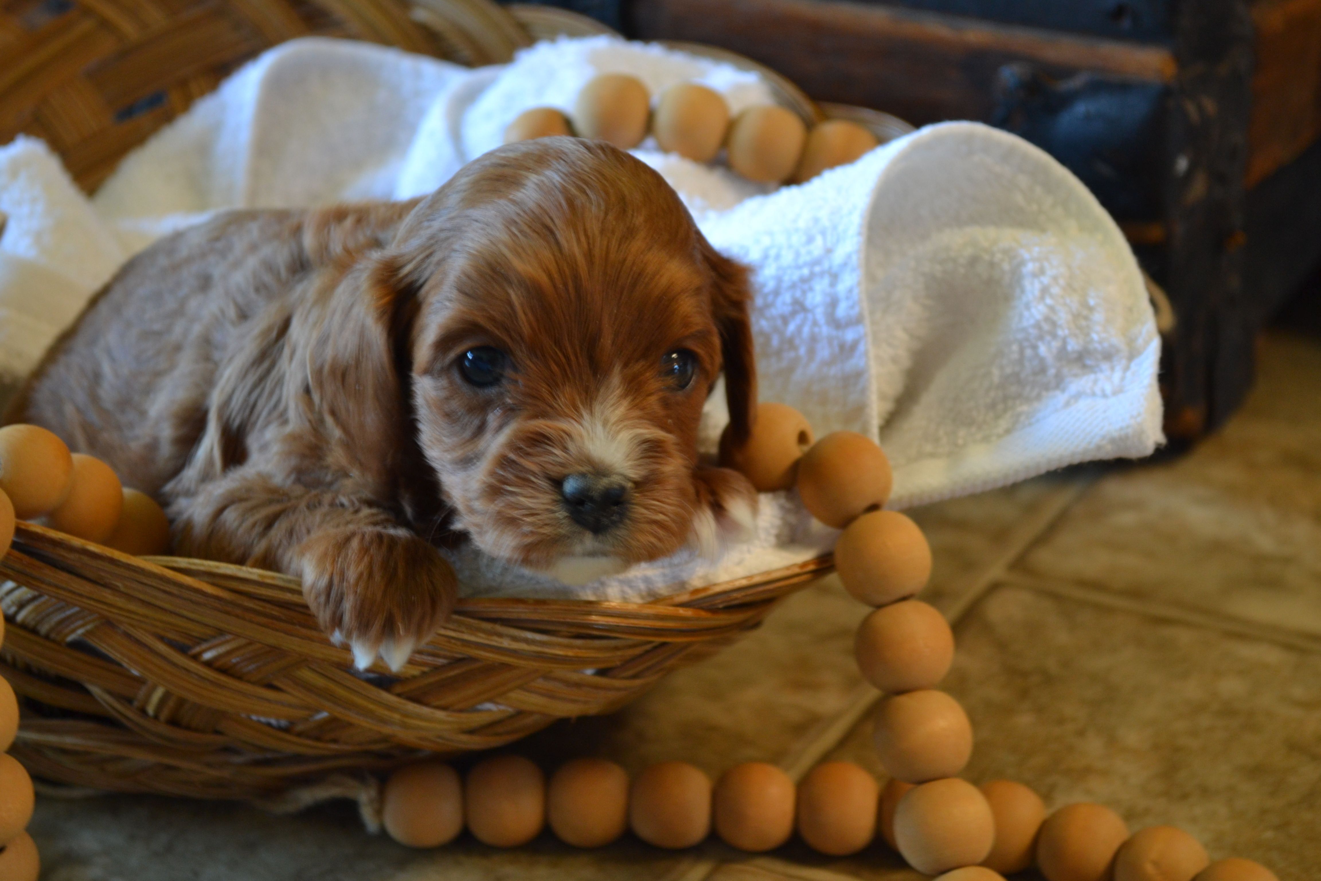 Klint – Cavapoo puppy for sale in Greenwood, WI