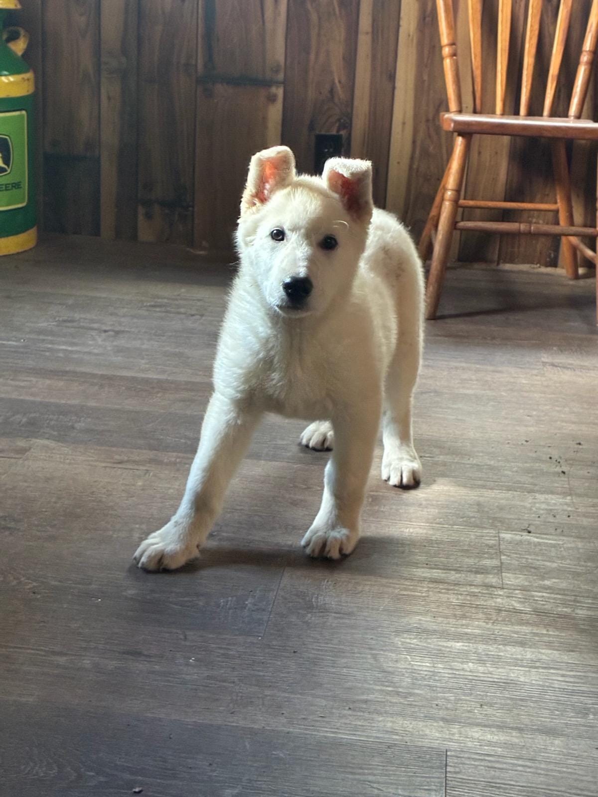 Sage – German Shepherd Dog puppy for sale in Greenwood, WI