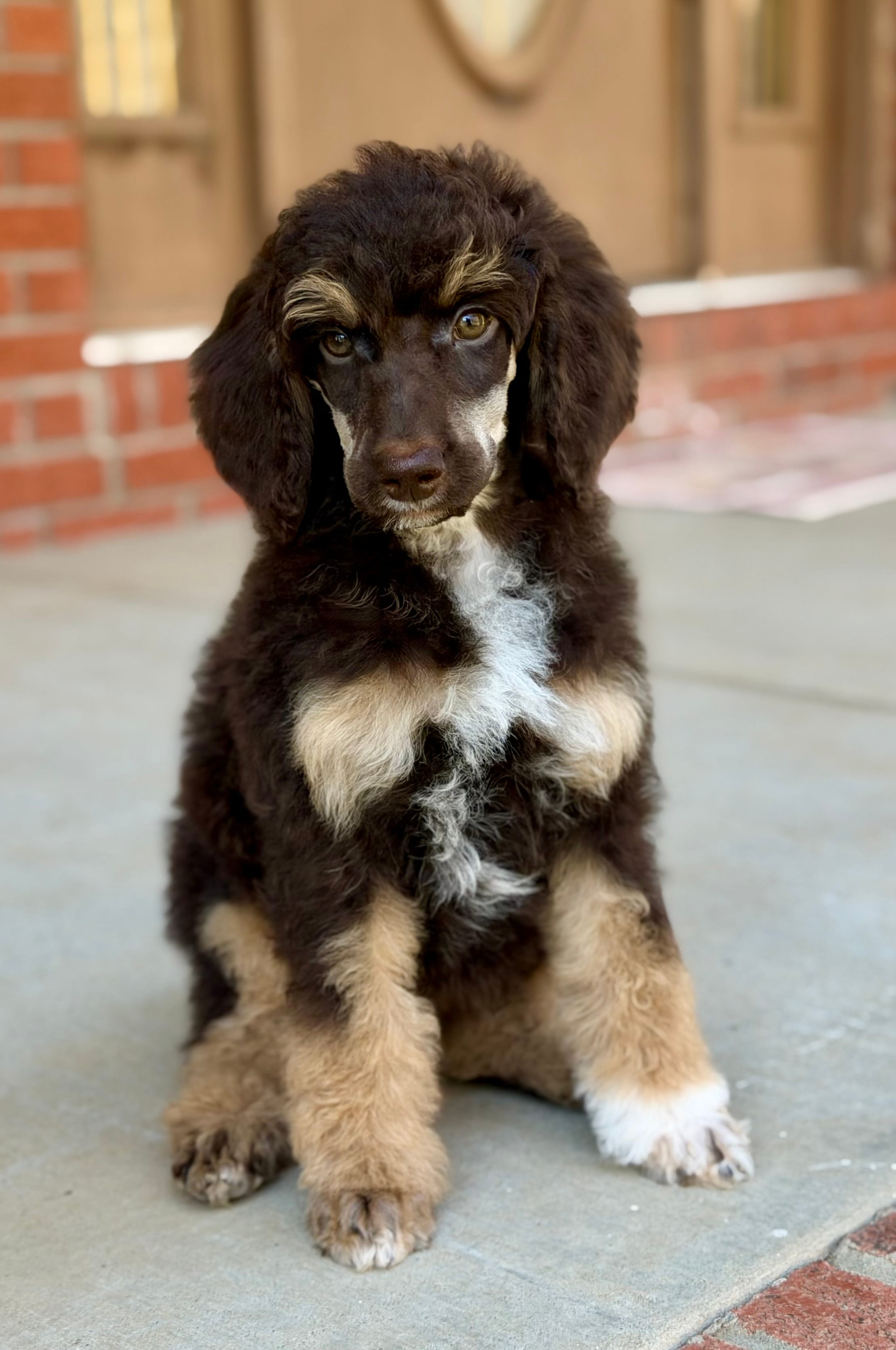 Sierra – Poodle - Standard  puppy for sale in Huntington, WV