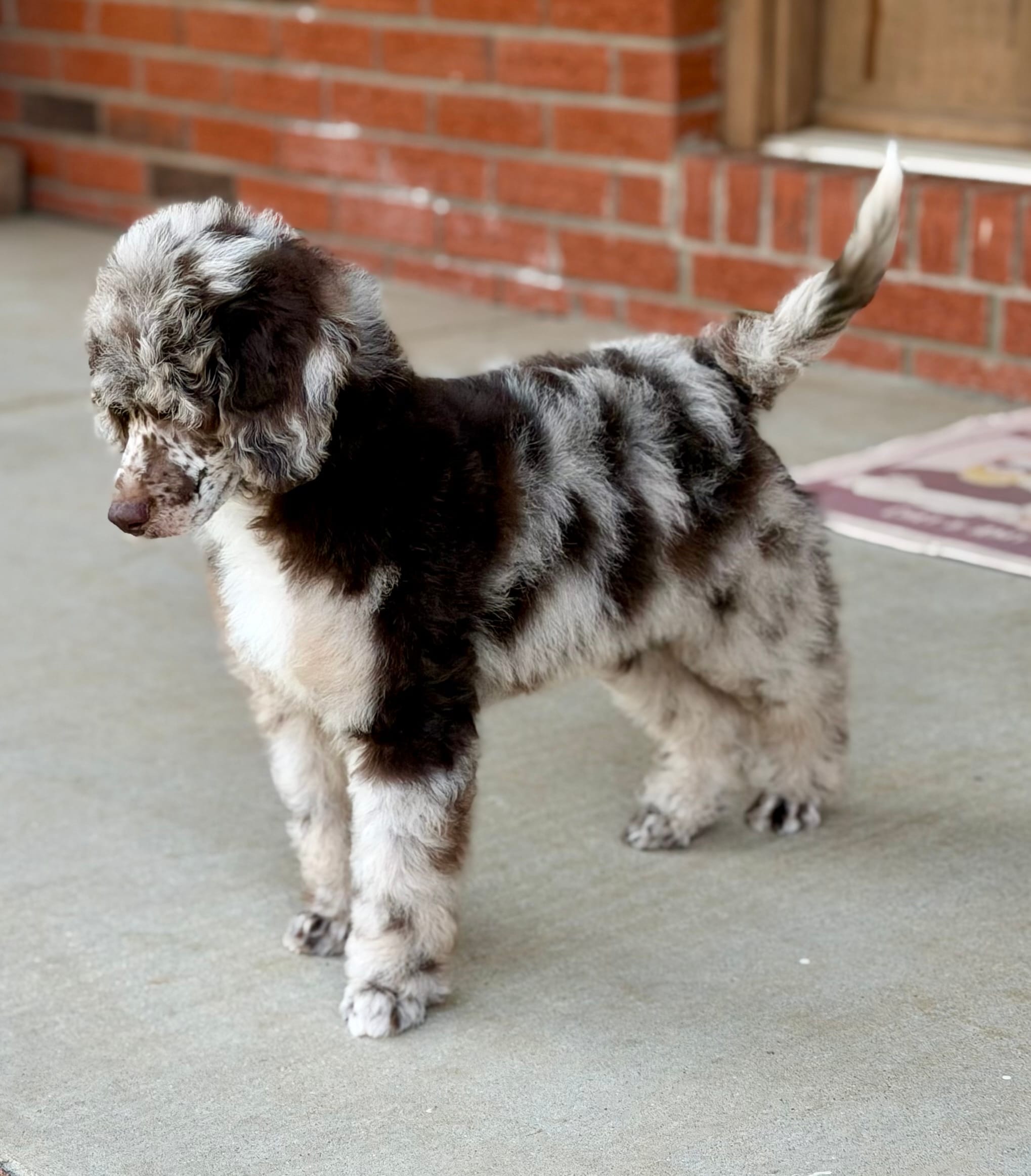 Hershey – Poodle - Miniature  puppy for sale in Huntington, WV