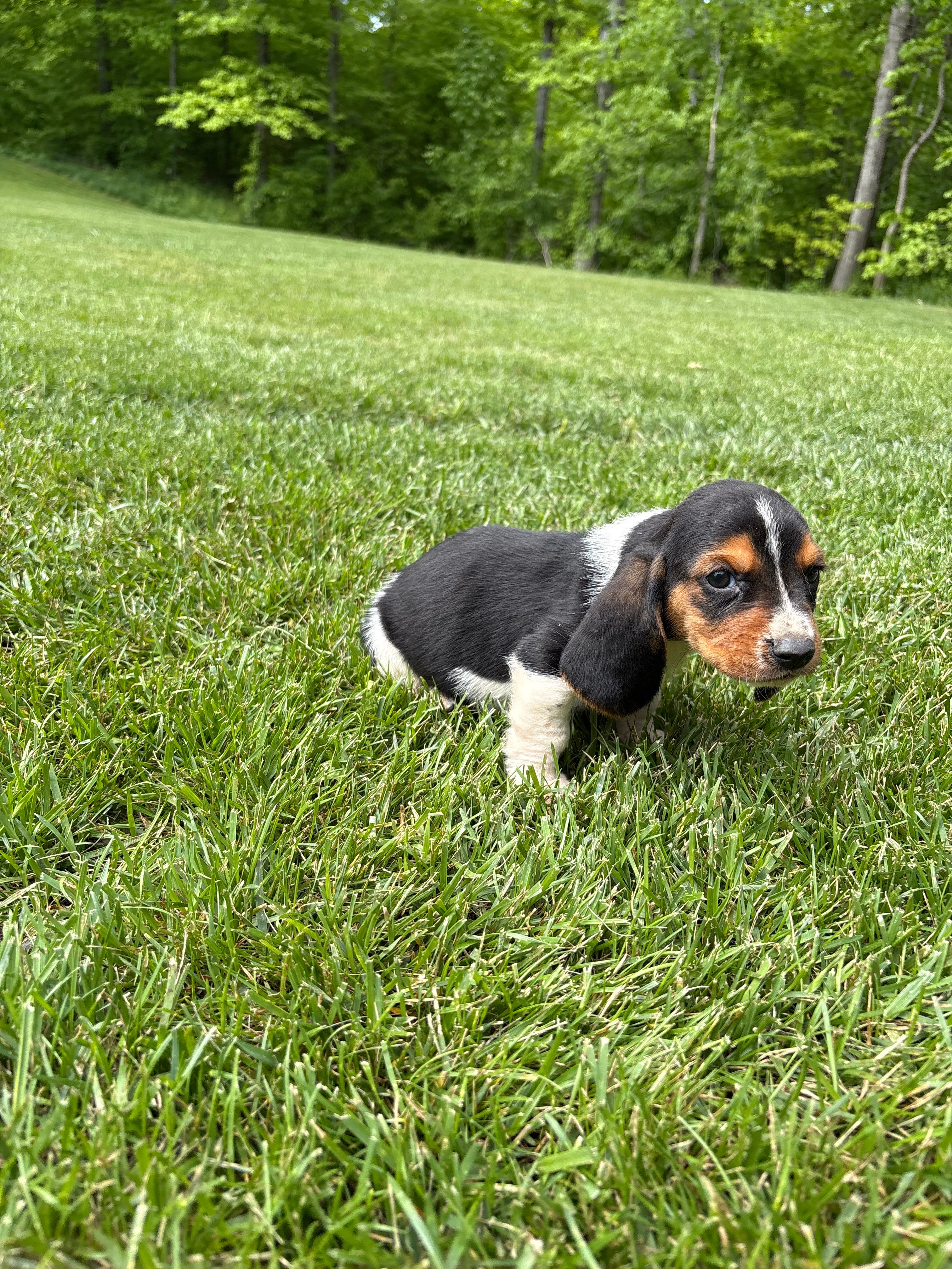 Puppy 4 – Basset Hound puppy for sale in Effingham, IL