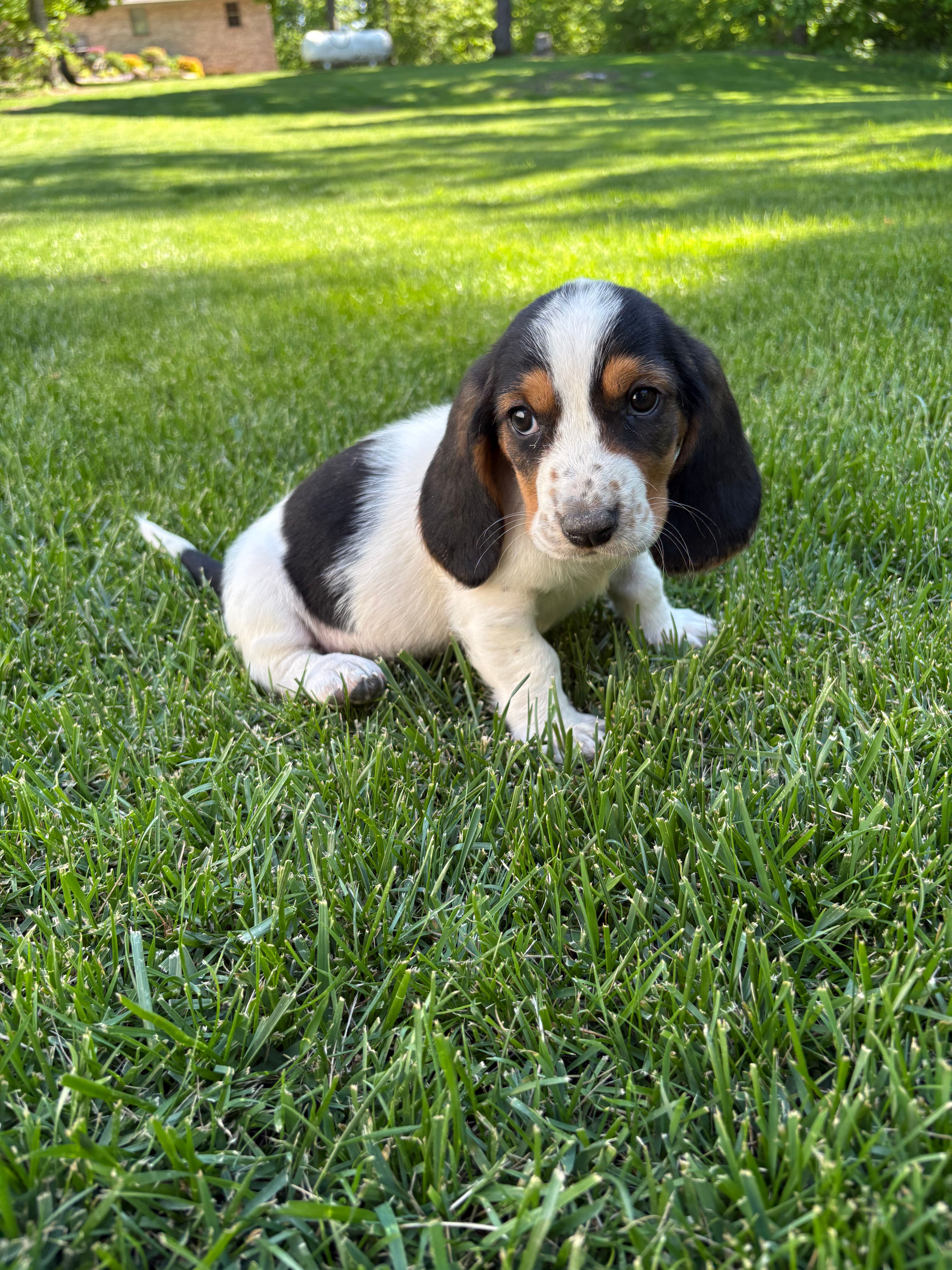 Female 1 – Basset Hound puppy for sale in Effingham, IL
