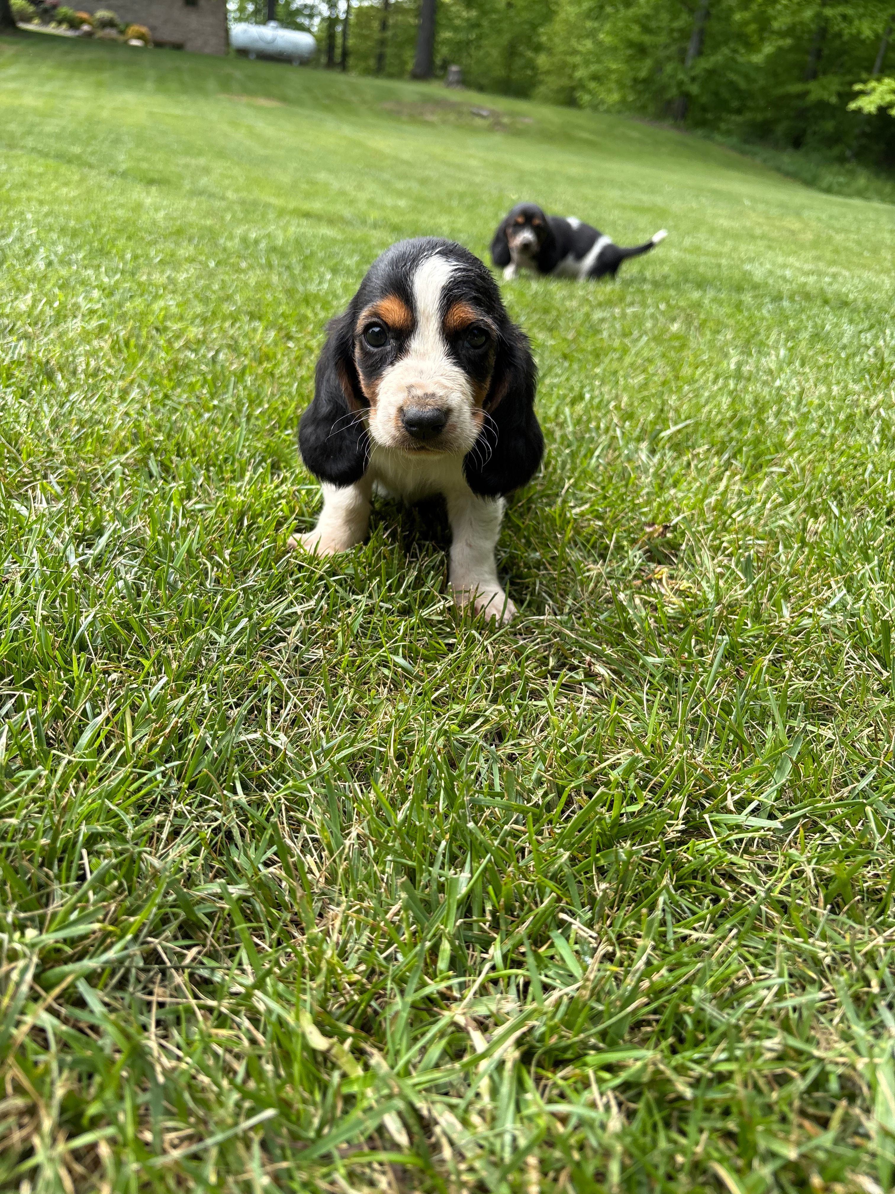 Puppy 5 – Basset Hound puppy for sale in Effingham, IL