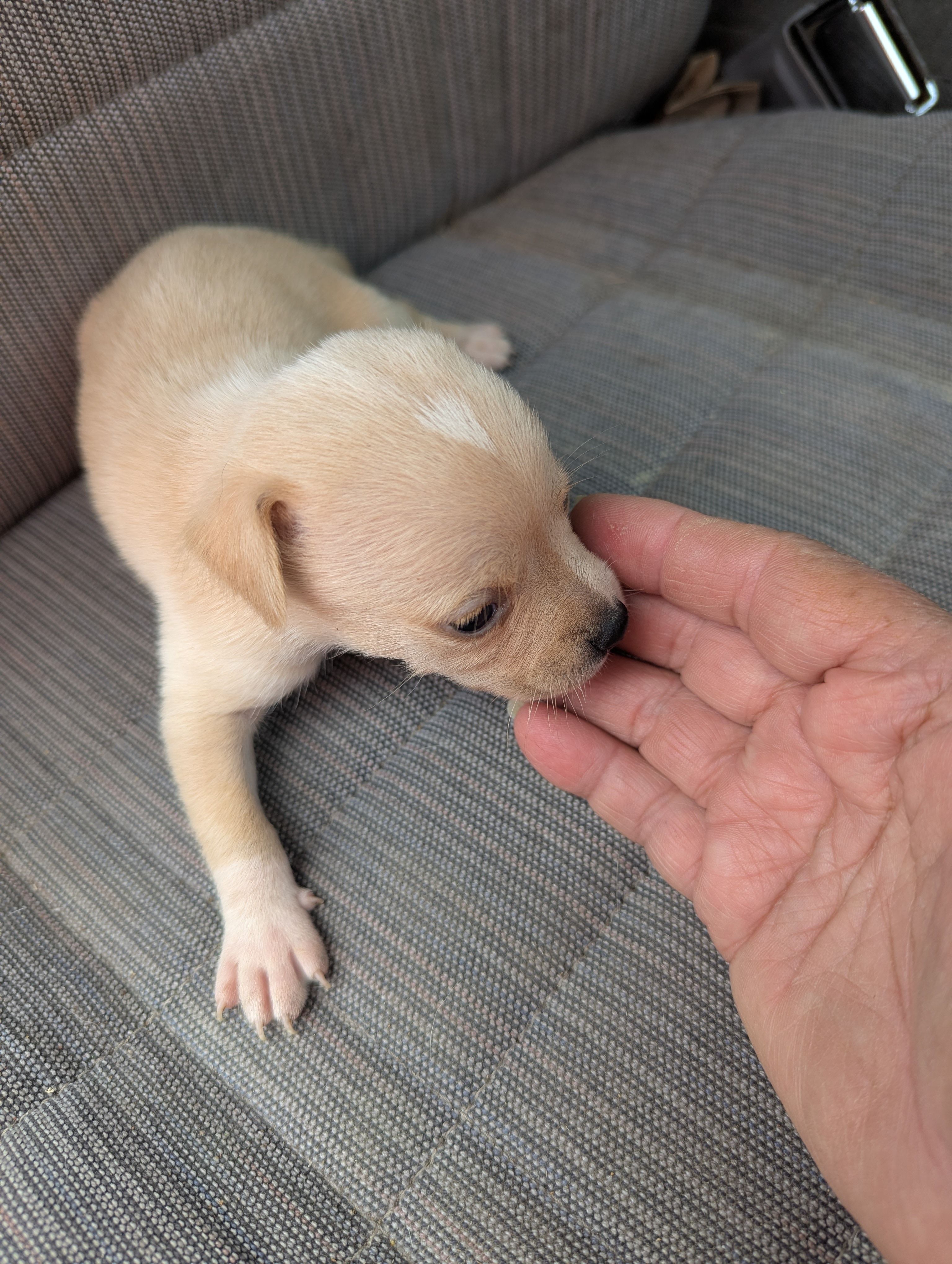 Widget  – Beagle, Chihuahua puppy for sale in Sparta, KY