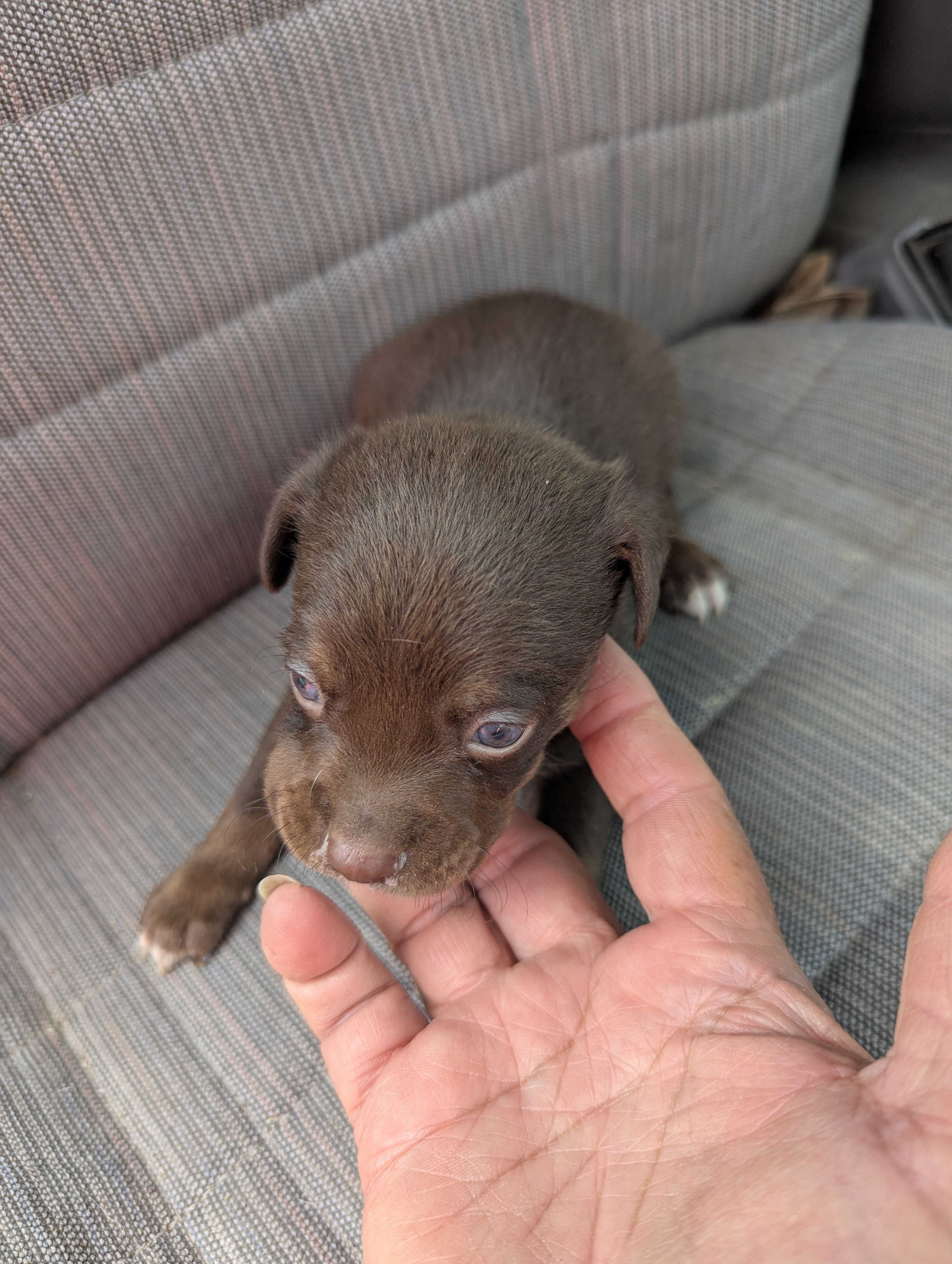 Coco  – Beagle, Chihuahua puppy for sale in Sparta, KY