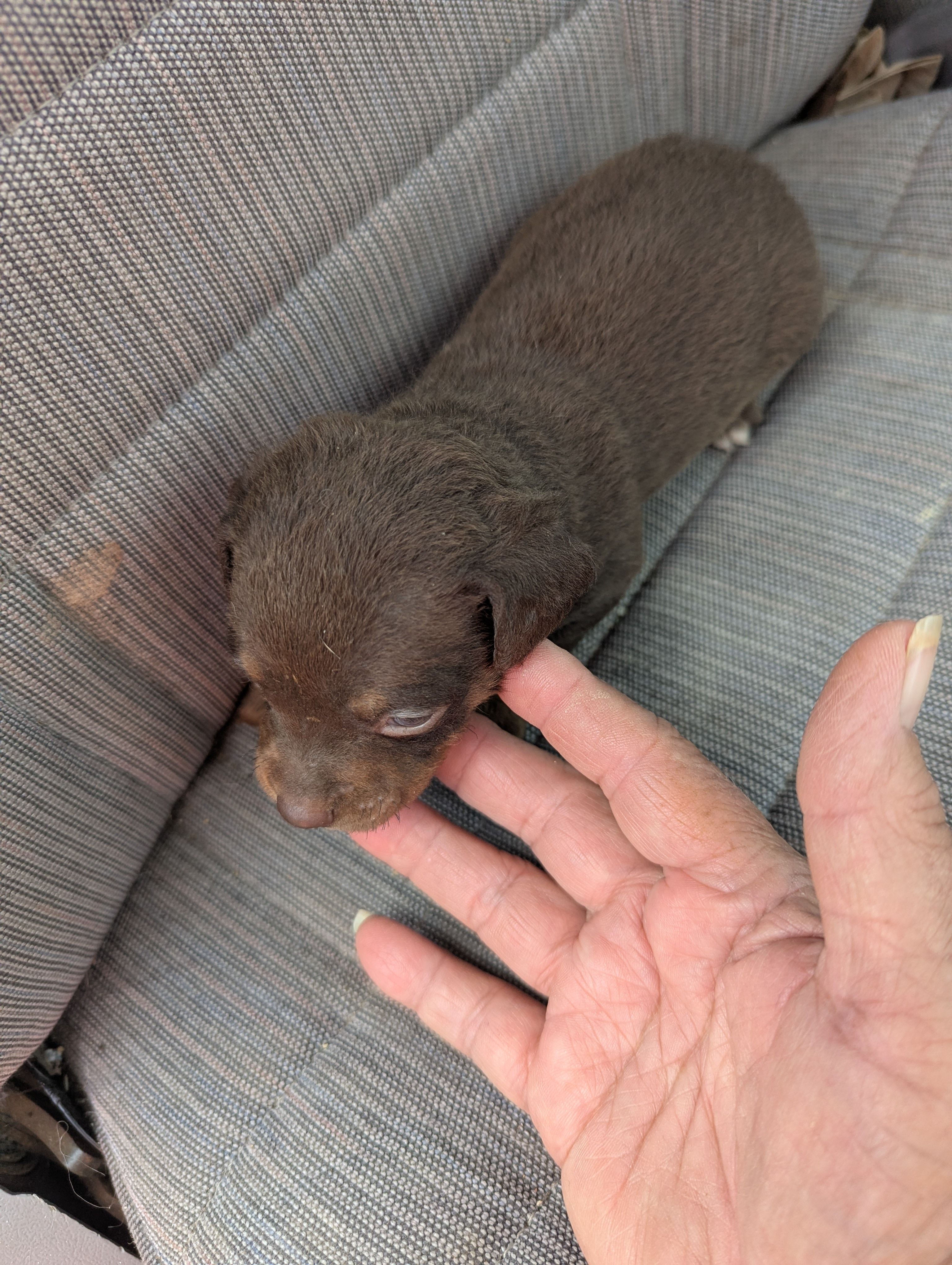 Hershey  – Beagle, Chihuahua puppy for sale in Sparta, KY