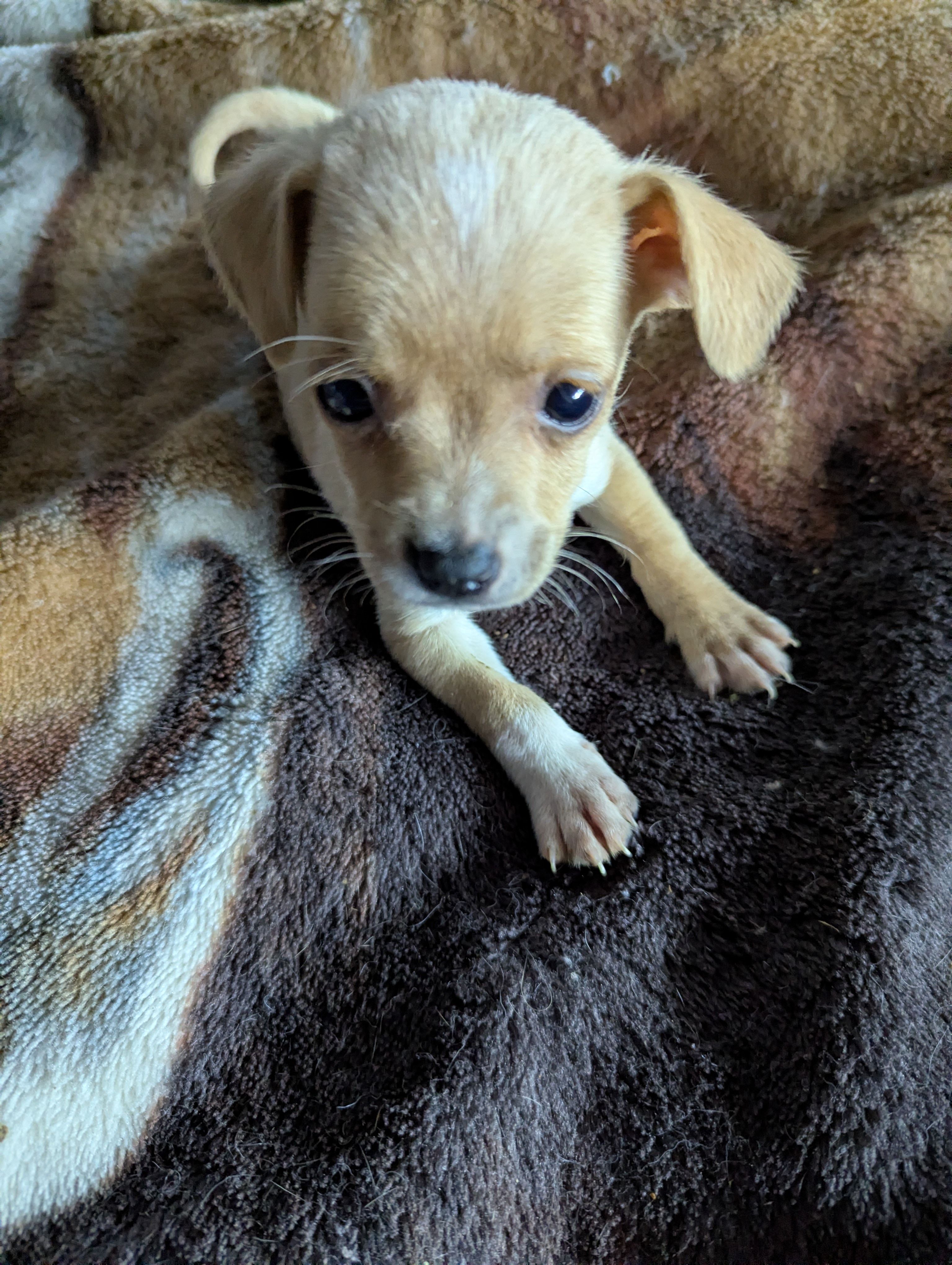 Widget  – Rat Terrier, Chihuahua puppy for sale in Sparta, KY