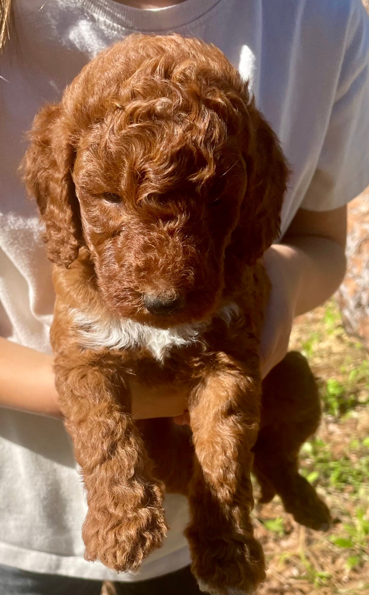 Red Labradoodle Puppy *Give Offer – Labradoodle puppy for sale in Jacksonville, FL