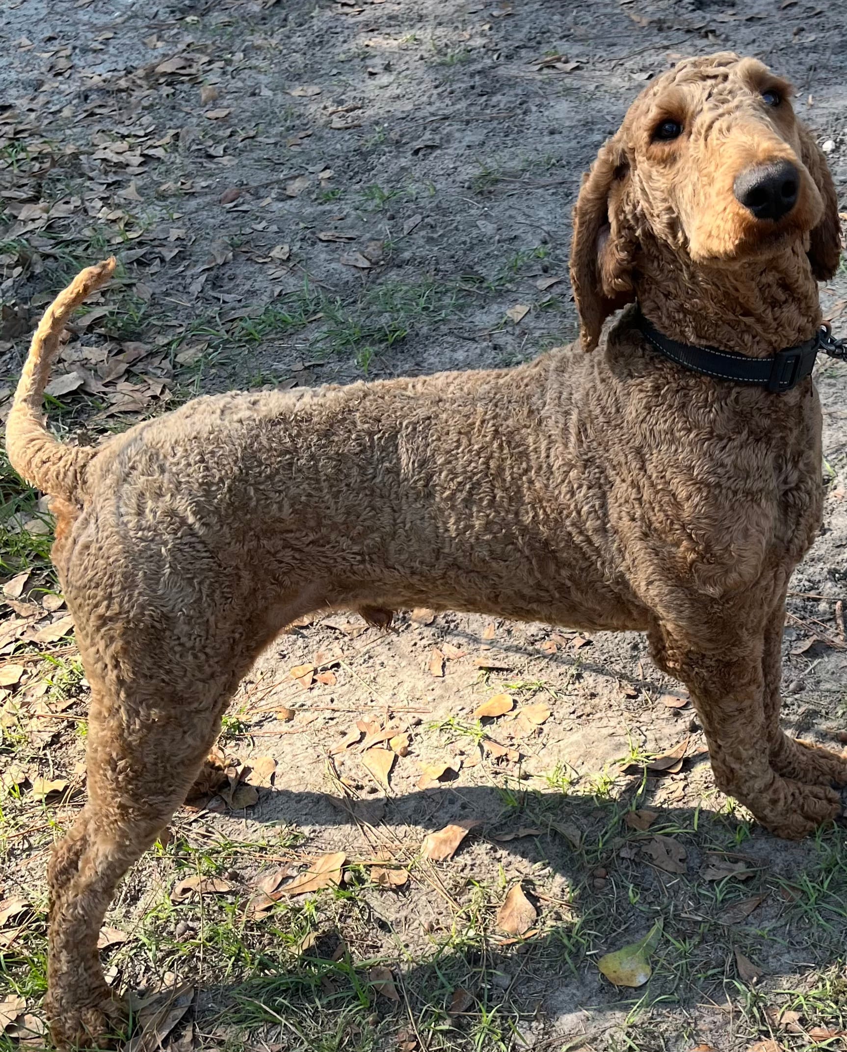 Adult Labradoodle Male & Female – Labradoodle puppy for sale in Jacksonville, FL