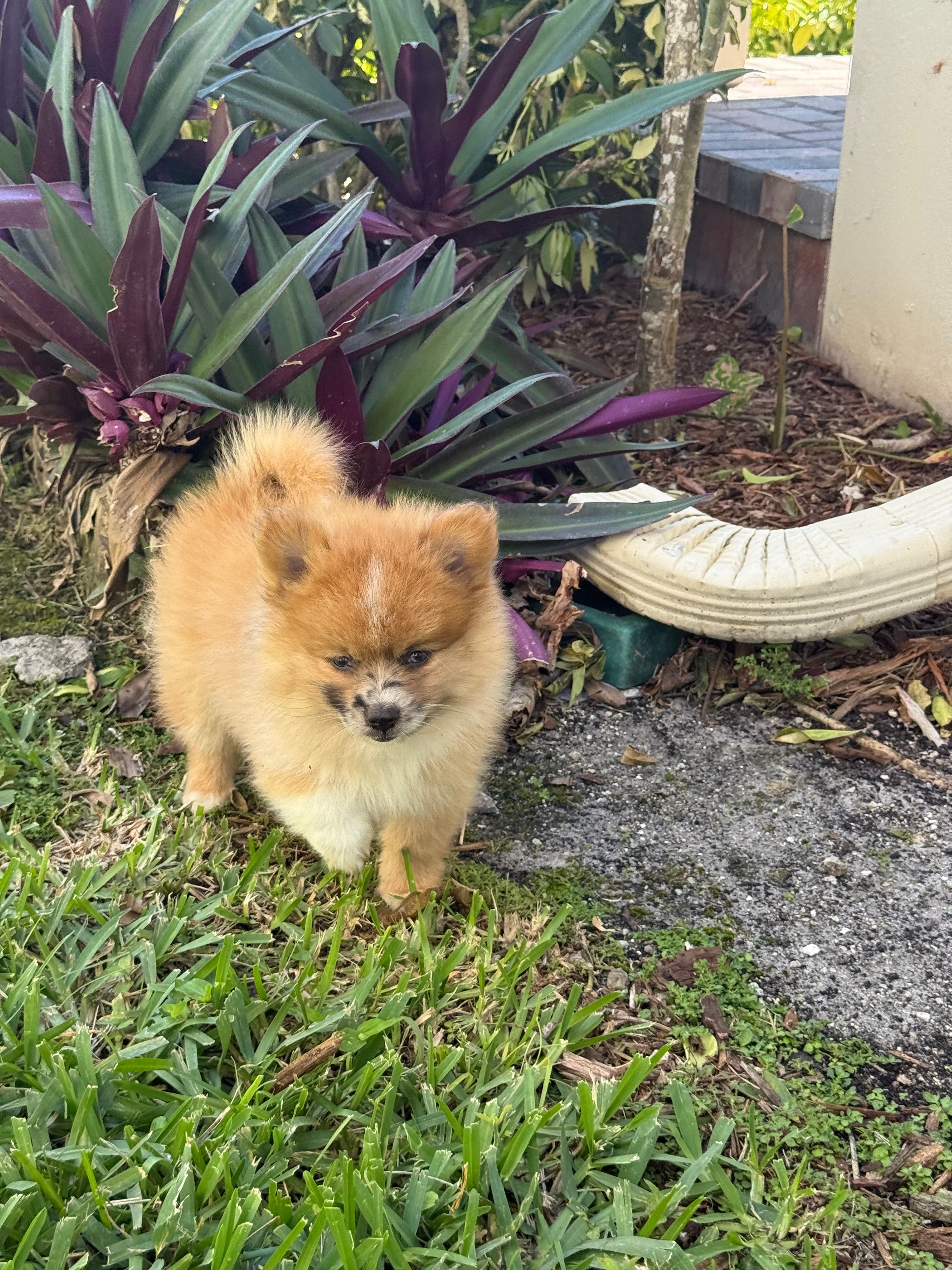 Chase – Pomeranian puppy for sale in Fort Myers, FL