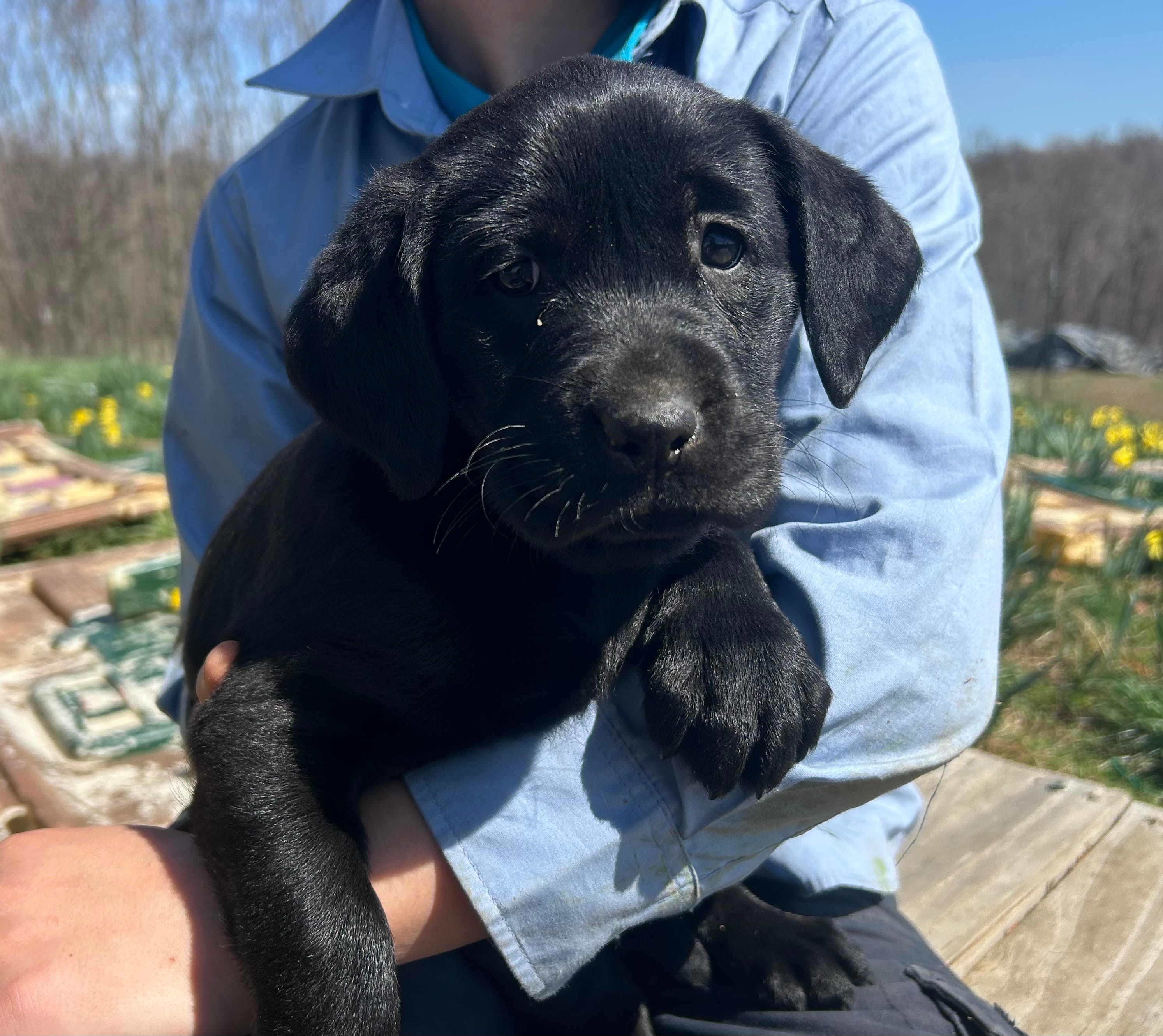 Lucy – Labrador Retriever puppy for sale in Elizabeth, IN