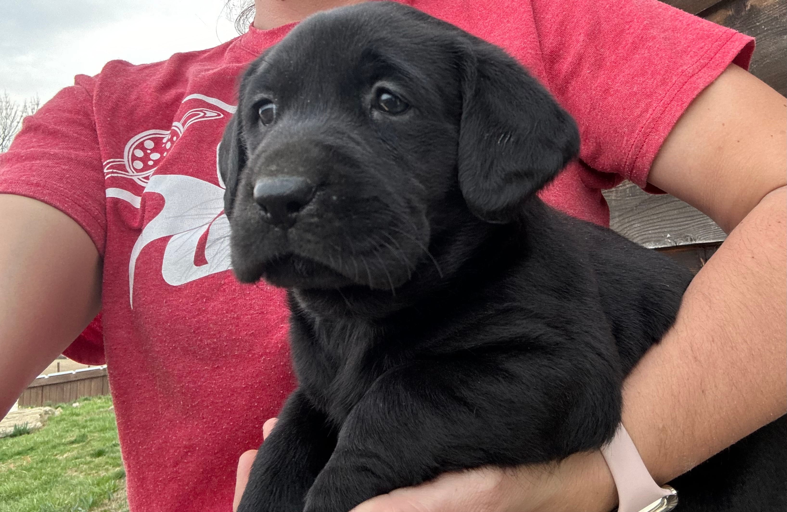 Joe – Labrador Retriever puppy for sale in Elizabeth, IN