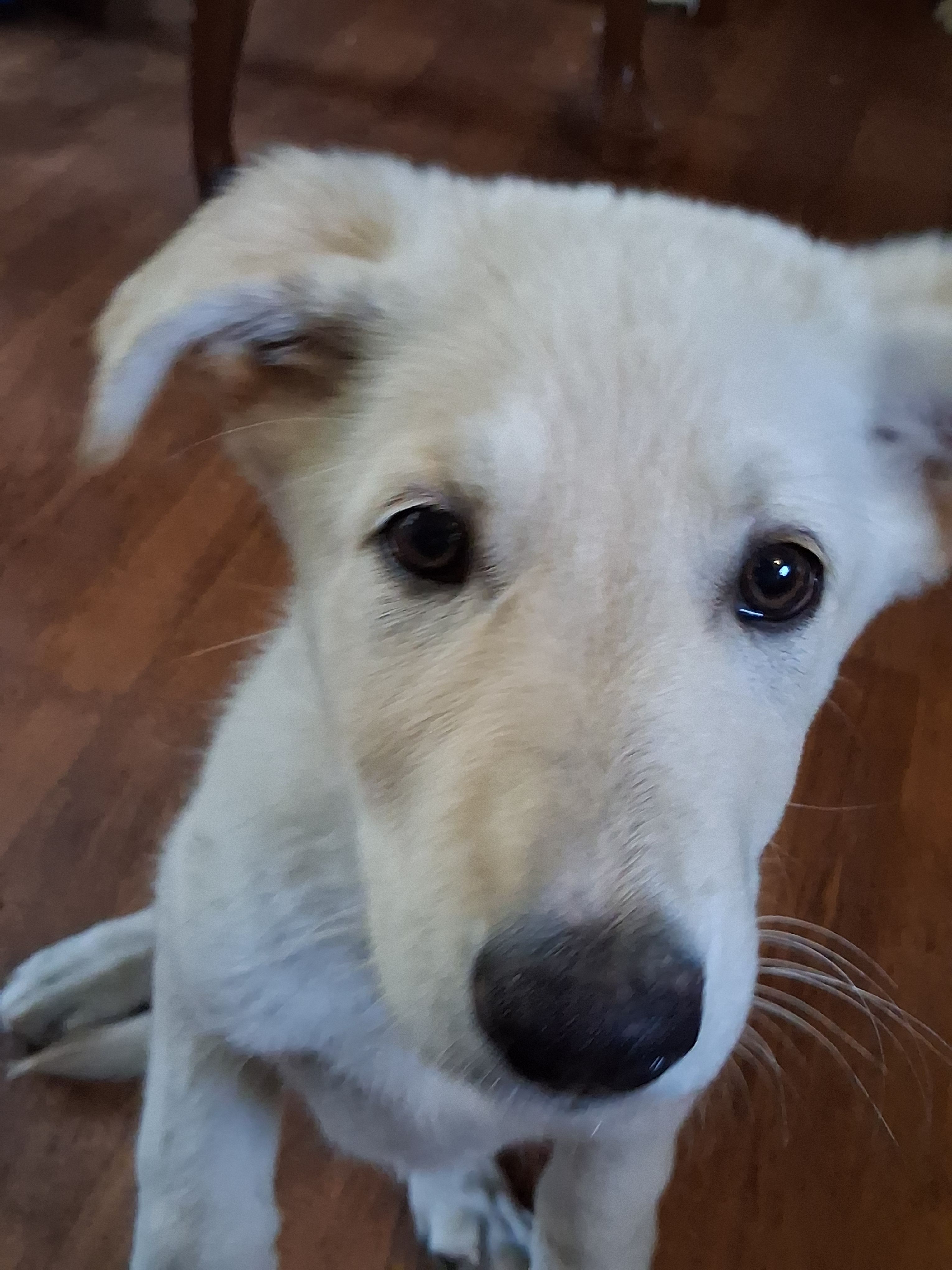 Cookie – German Shepherd Dog puppy for sale in Lincolnton, GA