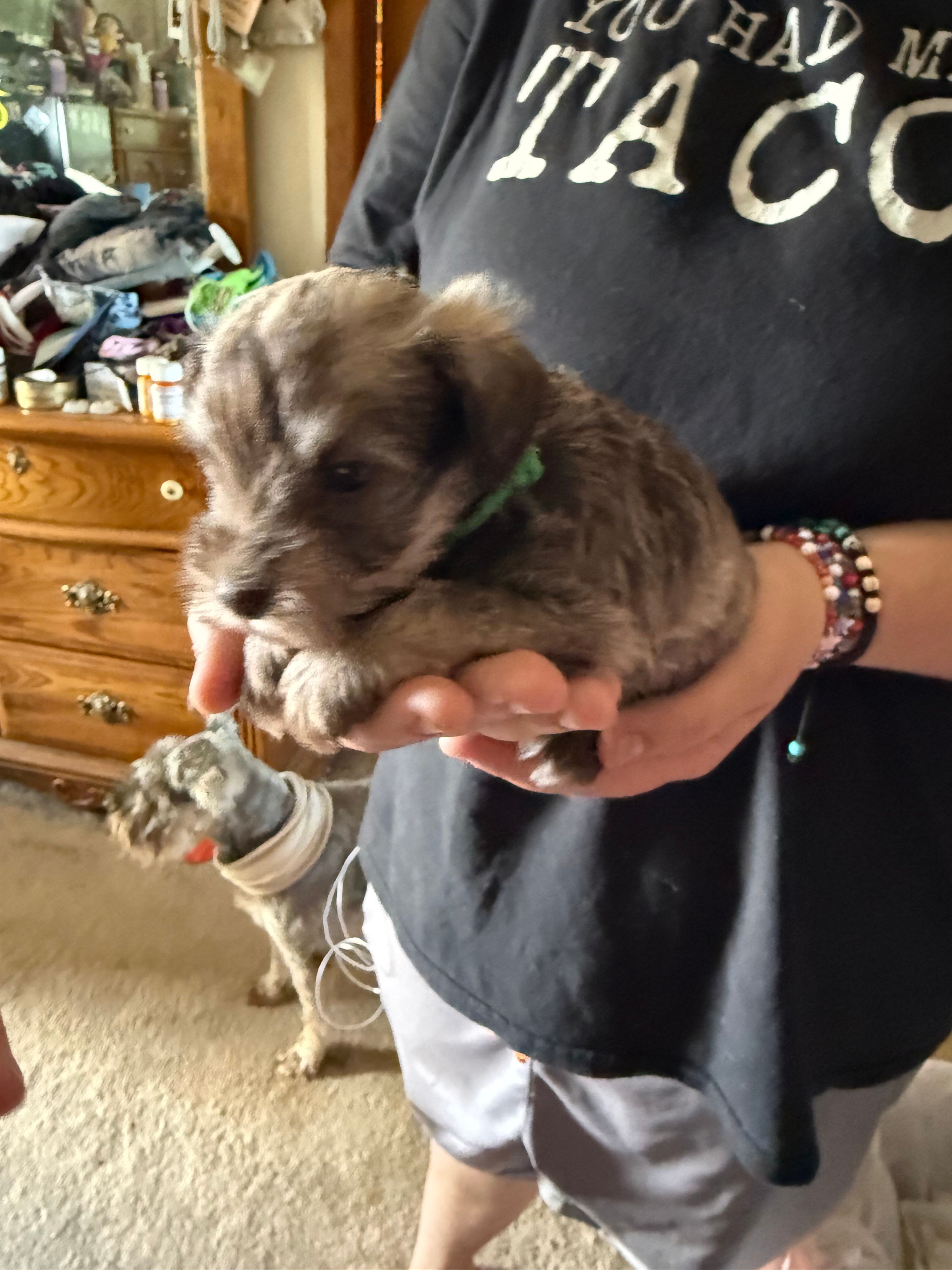 Lil Pete, a male Miniature Schnauzer for sale in Bellingham, WA – 2 of 3