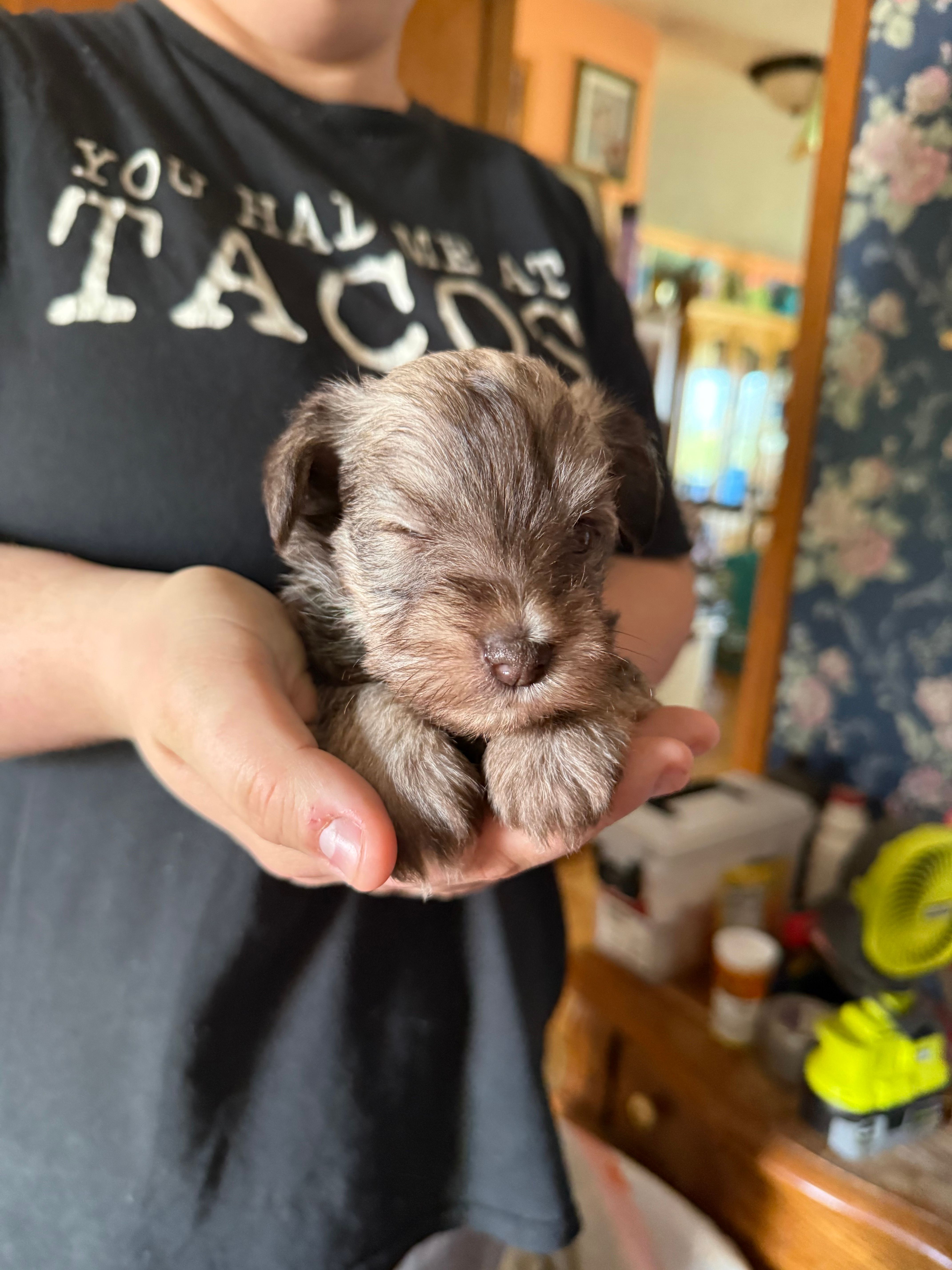 Lil Pete – Miniature Schnauzer puppy for sale in Bellingham, WA