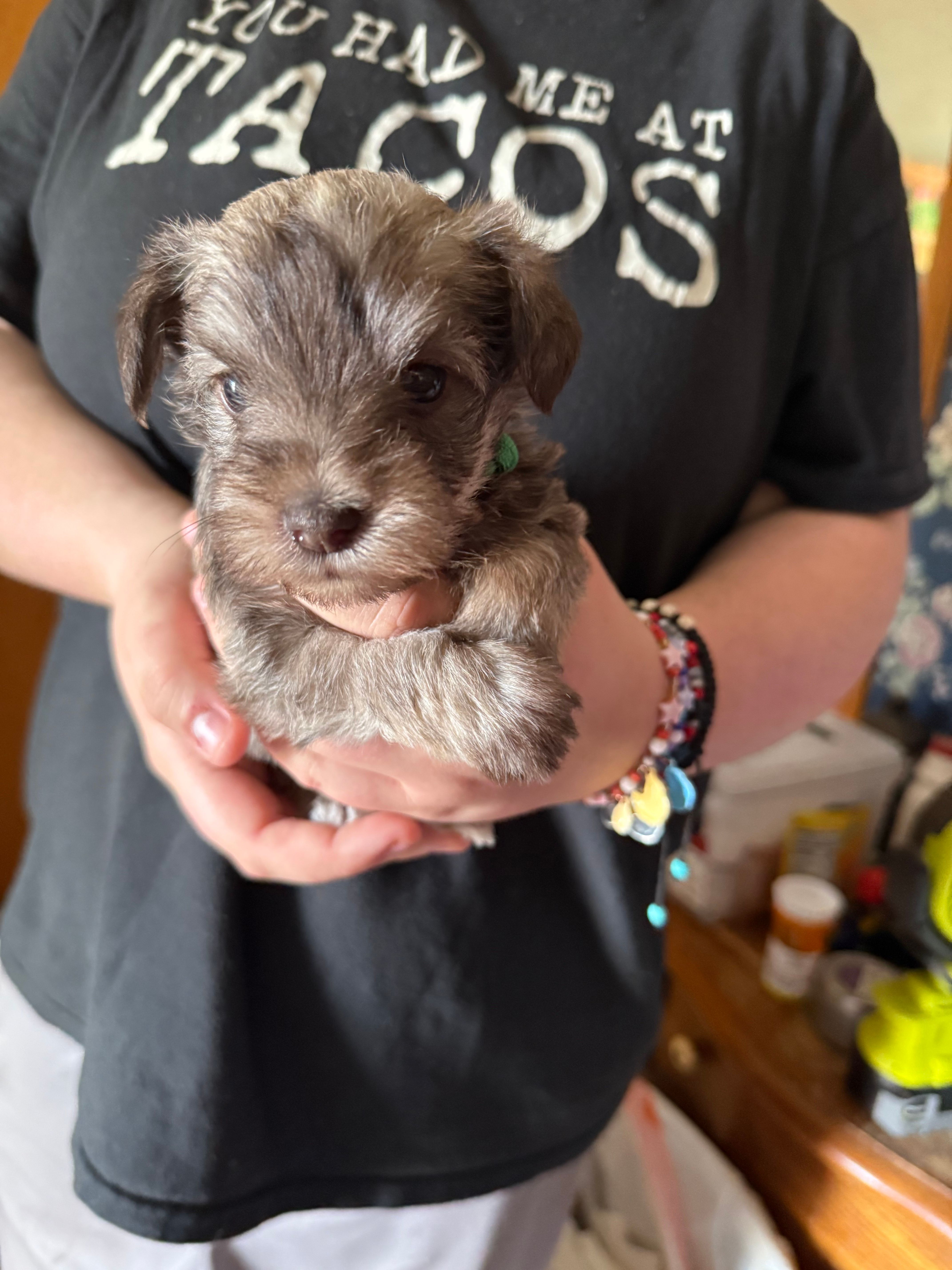 Lil Pete, a male Miniature Schnauzer for sale in Bellingham, WA – 3 of 3