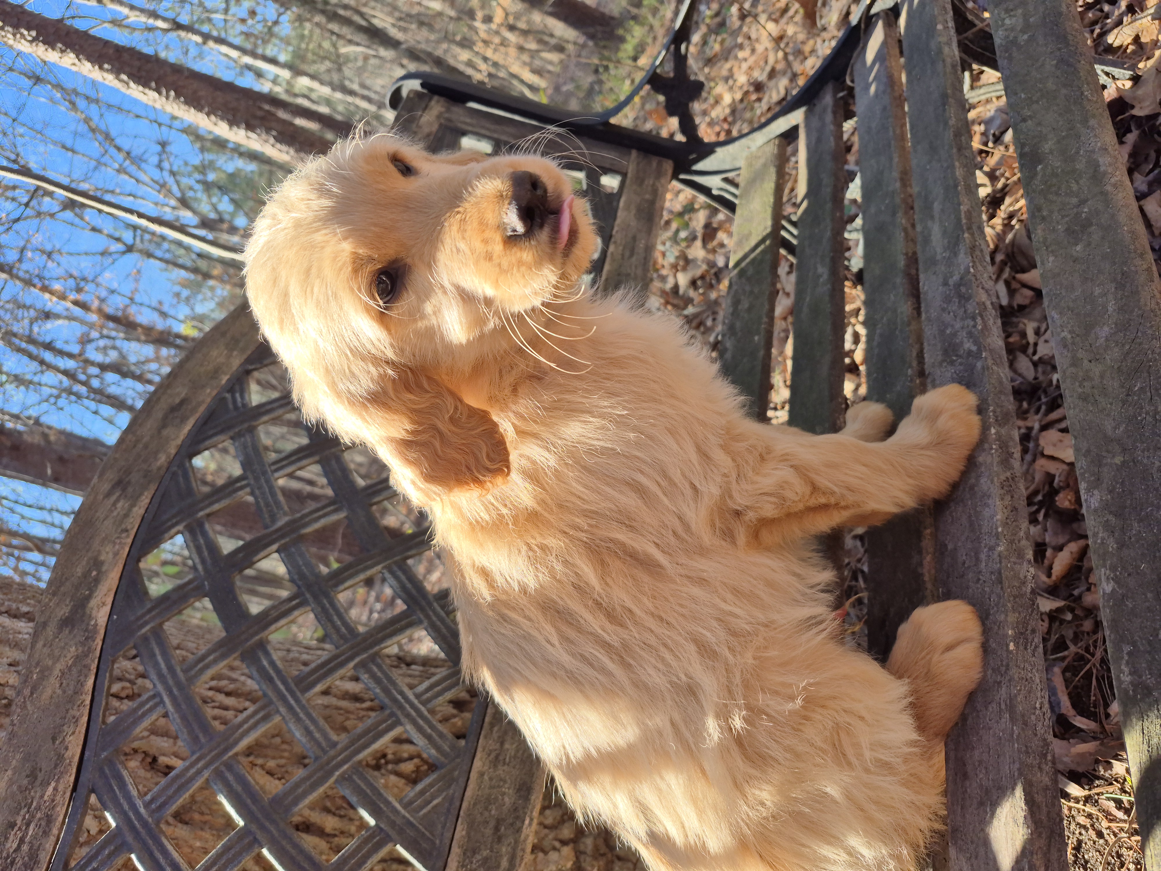 Blue collar – Goldendoodle puppy for sale in Walhalla, SC
