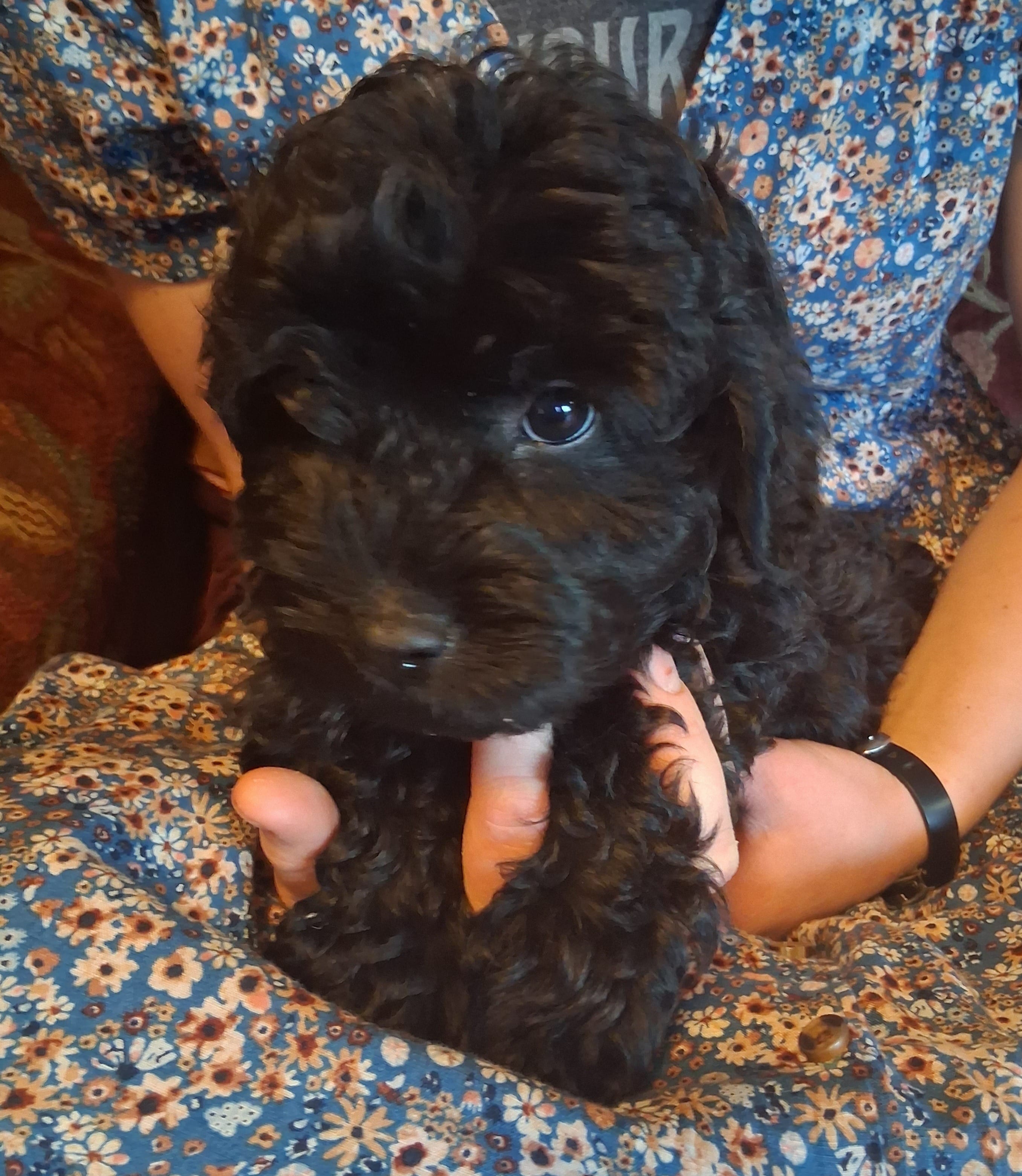 Mini Sheriff – Miniature Goldendoodle puppy for sale in Alma, MI