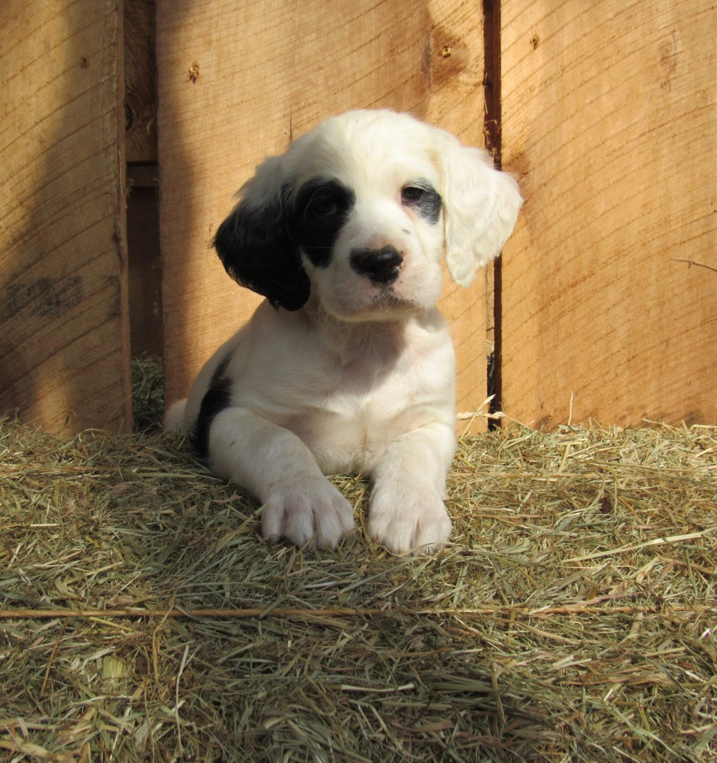 Ruger – English Setter puppy for sale in Canton, NC