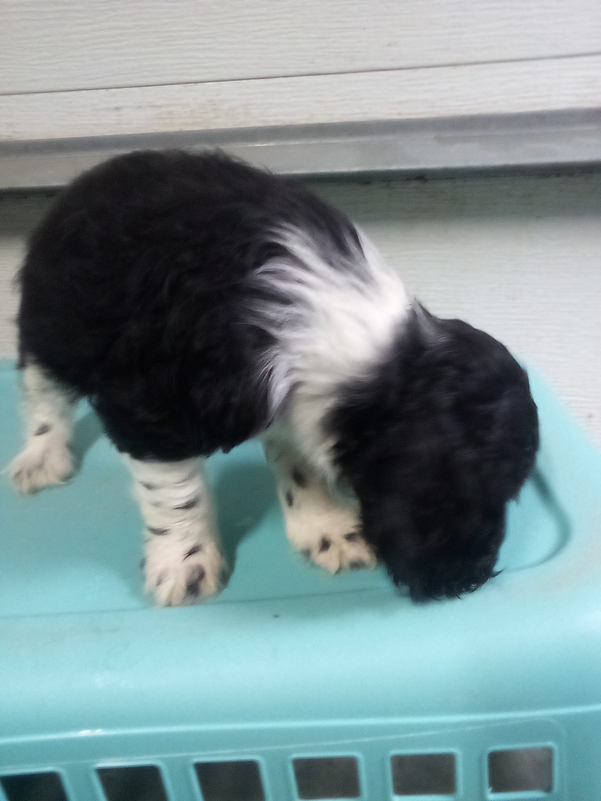 May – Cocker Spaniel puppy for sale in Owatonna, MN