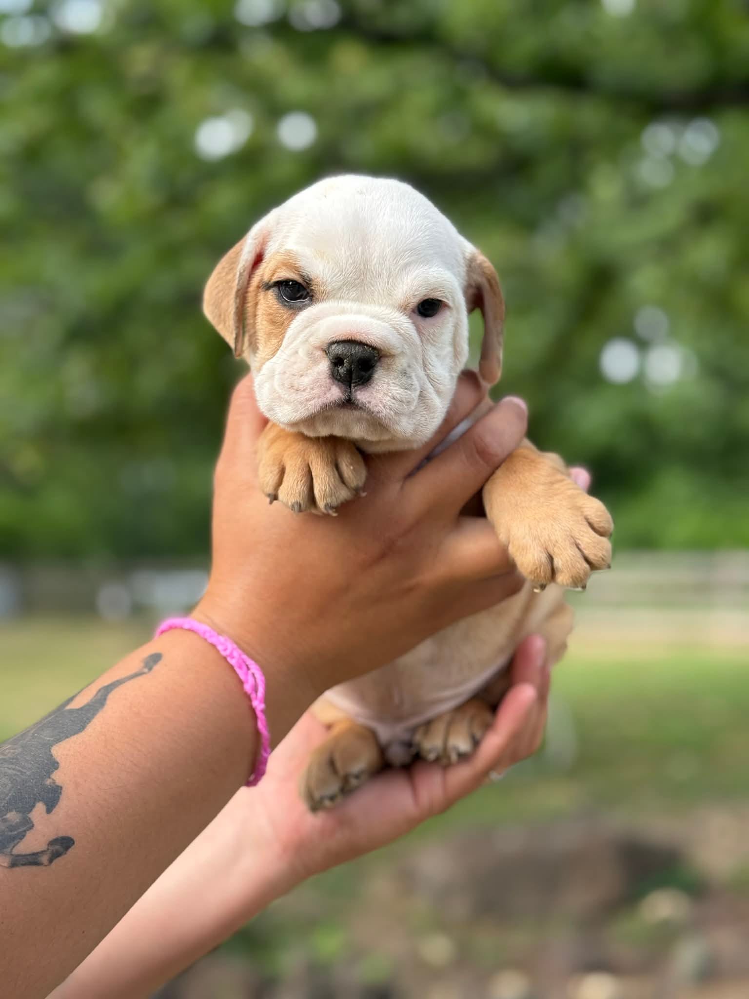 Biscuit – English Bulldog puppy for sale in Alba, TX