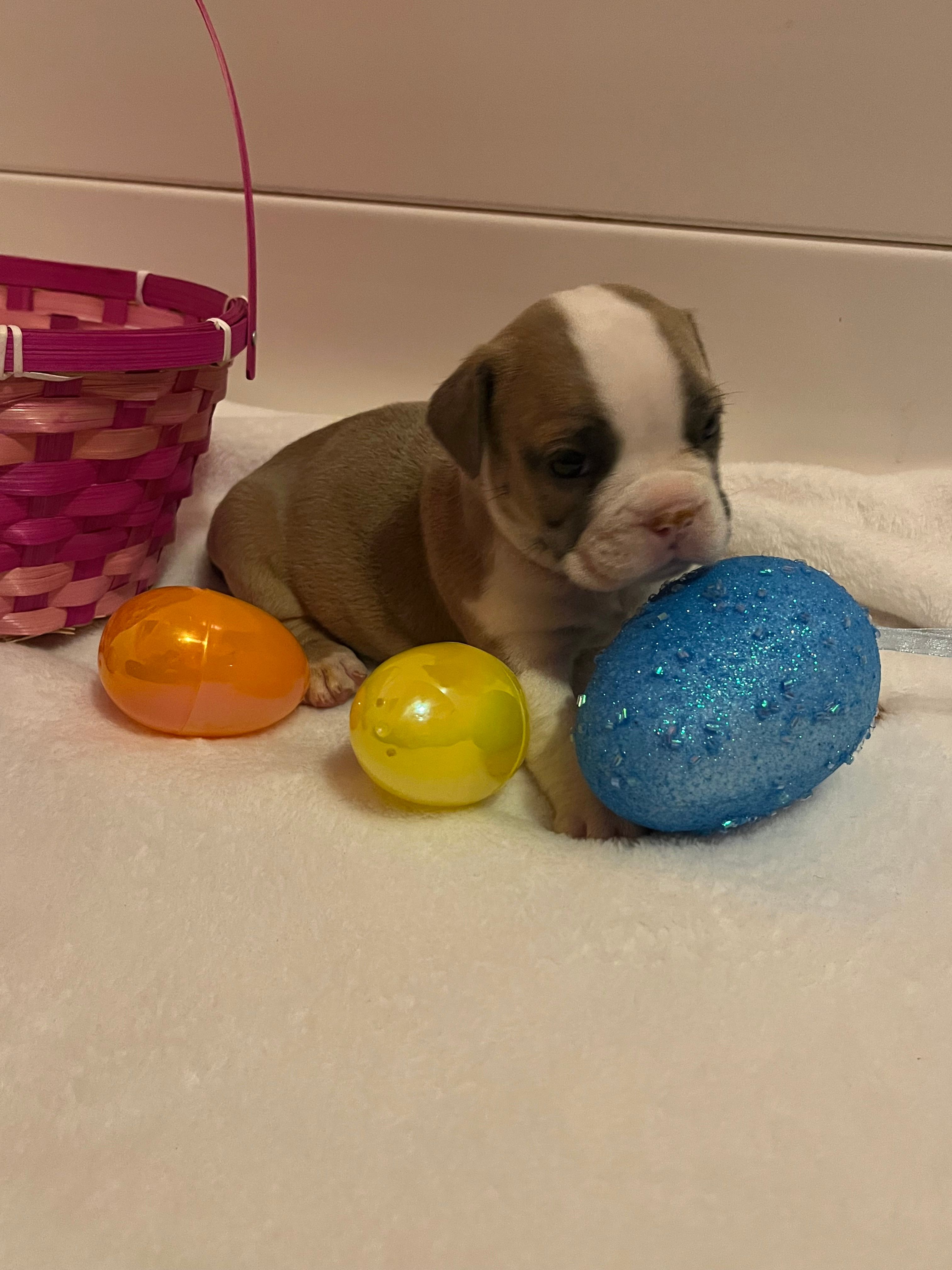 Avril – English Bulldog, American Bully puppy for sale in Alba, TX