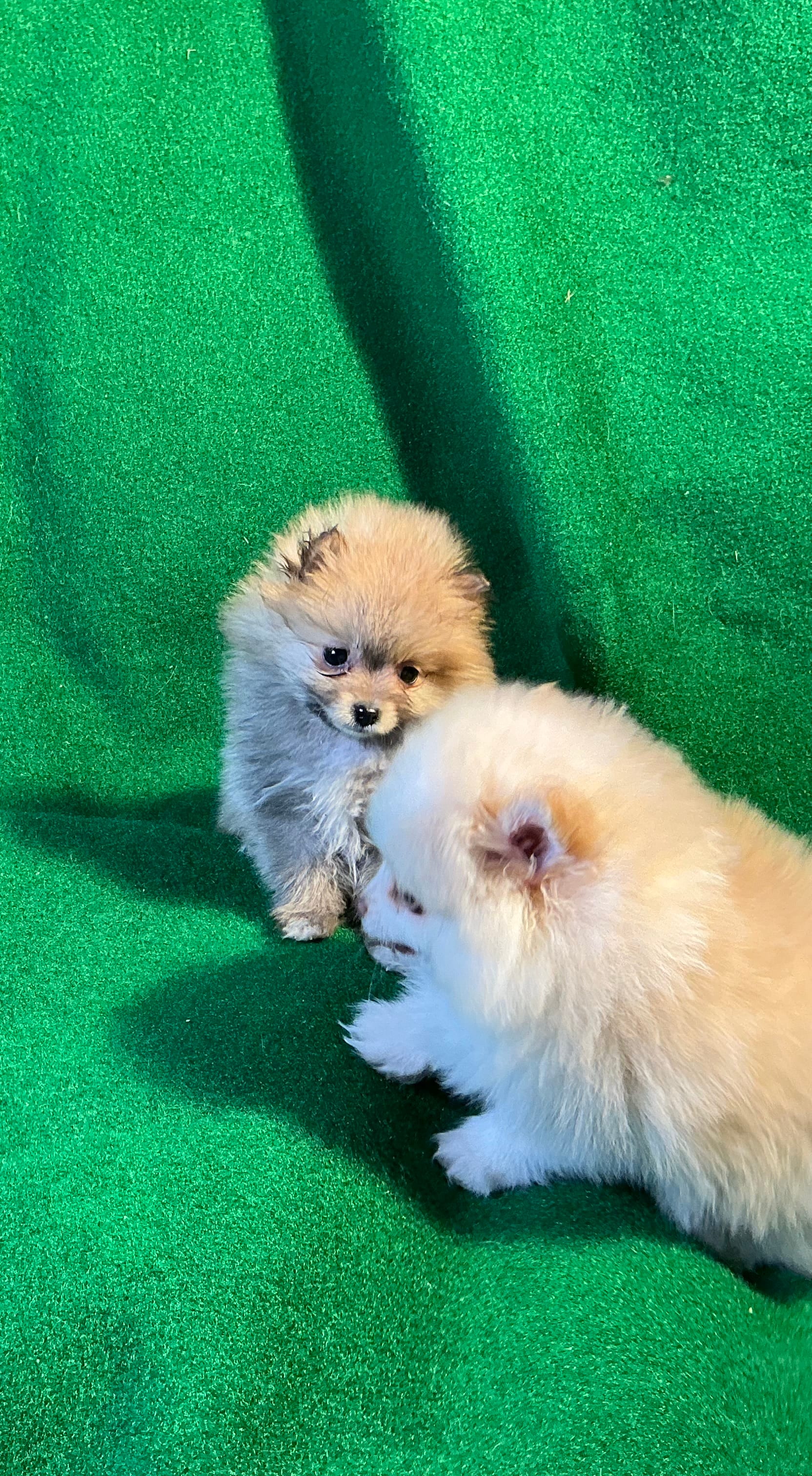 Possum, a male Pomeranian for sale in Grand Island, NE – Photo 6 of 6