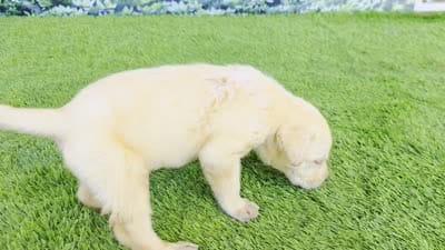 Milo, a male Labrador Retriever for sale in Savannah, GA – 4 of 6
