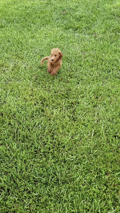Teddy - F1 Standard, a male Goldendoodle for sale in Savannah, GA – 2 of 8