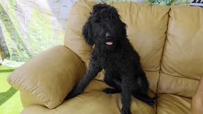 Sadie, a female Labradoodle for sale in Port Wentworth, GA – 2 of 5