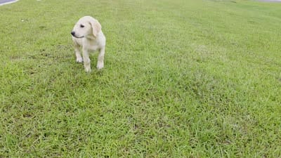 Luna, a female Labrador Retriever for sale in Port Wentworth, GA – 2 of 8