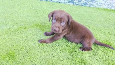 Ruby, a female Labrador Retriever for sale in Savannah, GA – 2 of 5