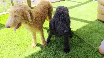 Benny, a male Labradoodle for sale in Port Wentworth, GA – 2 of 4
