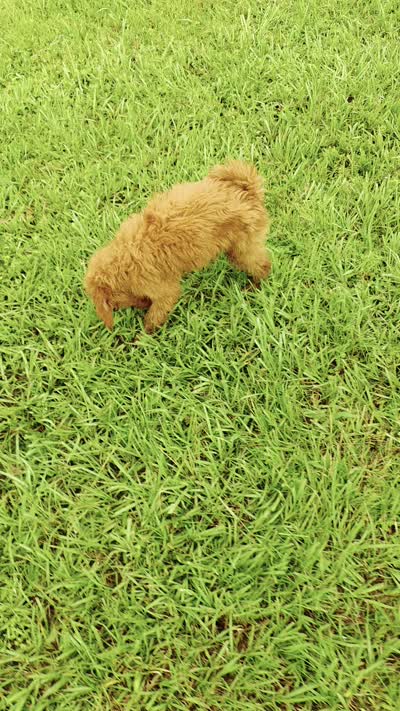 Goldie - F1 Standard, a female Goldendoodle for sale in Alpharetta, GA – 2 of 5