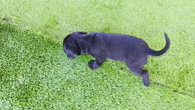 Leo, a male Labrador Retriever for sale in Savannah, GA – 4 of 7