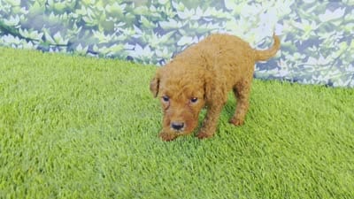 Millie, a female Goldendoodle for sale in Port Wentworth, GA – 2 of 8