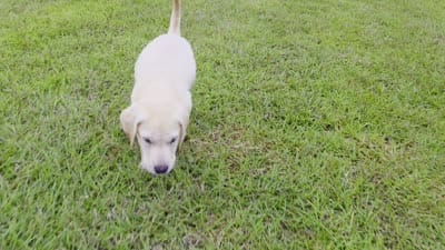 Luna, a female Labrador Retriever for sale in Port Wentworth, GA – 4 of 8