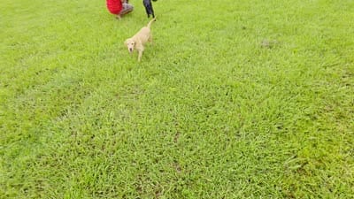 Max, a male Labrador Retriever for sale in Port Wentworth, GA – 6 of 6
