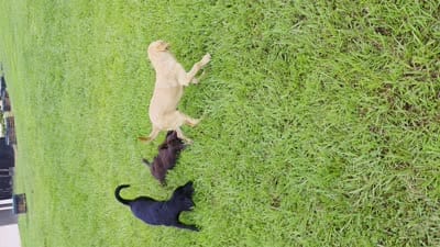 Max, a male Labrador Retriever for sale in Port Wentworth, GA – 2 of 6