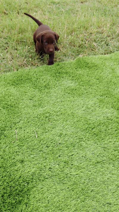 Lucy, a male Labrador Retriever for sale in Savannah, GA – 4 of 7