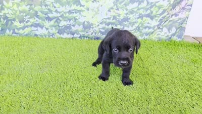 Daisy, a female Labrador Retriever for sale in Savannah, GA – 2 of 9