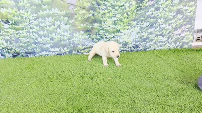 Rosie, a female Labrador Retriever for sale in Savannah, GA – 2 of 5