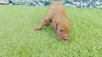 Louie, a male Goldendoodle for sale in Port Wentworth, GA – 2 of 4
